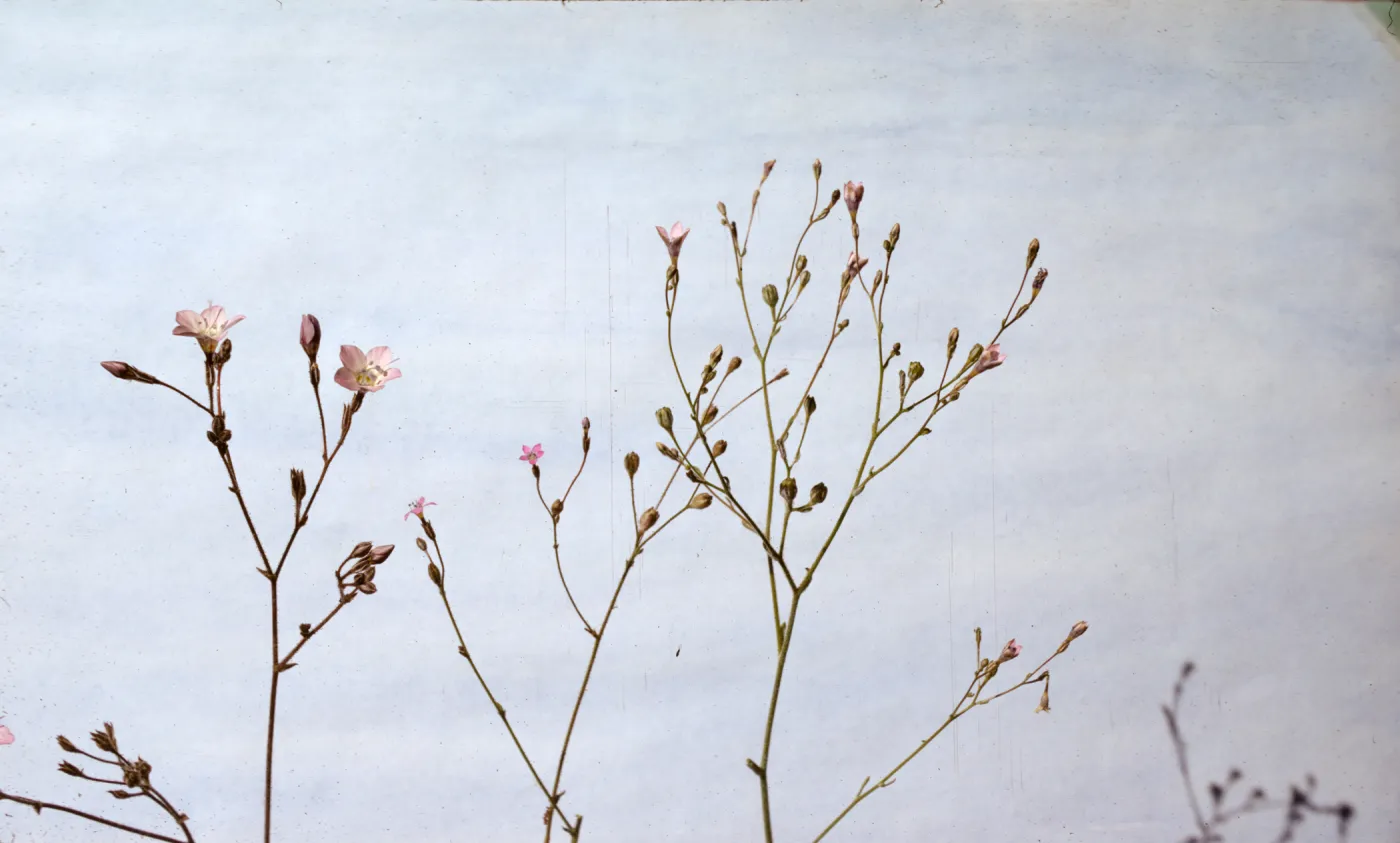 Gilia inflorescences from three Gilia species