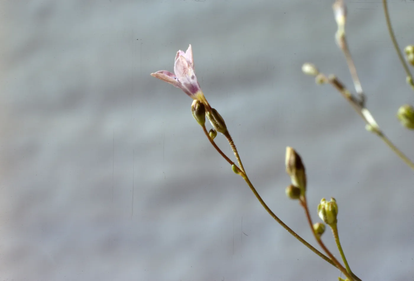 Gilia ochroleuca ssp. bizonata