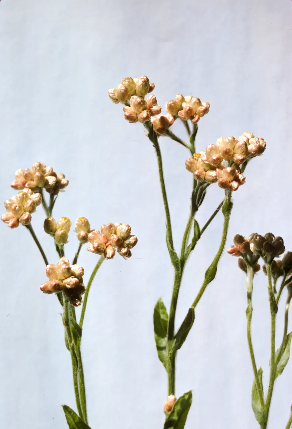 Gnaphalium californicum, pink flower form
