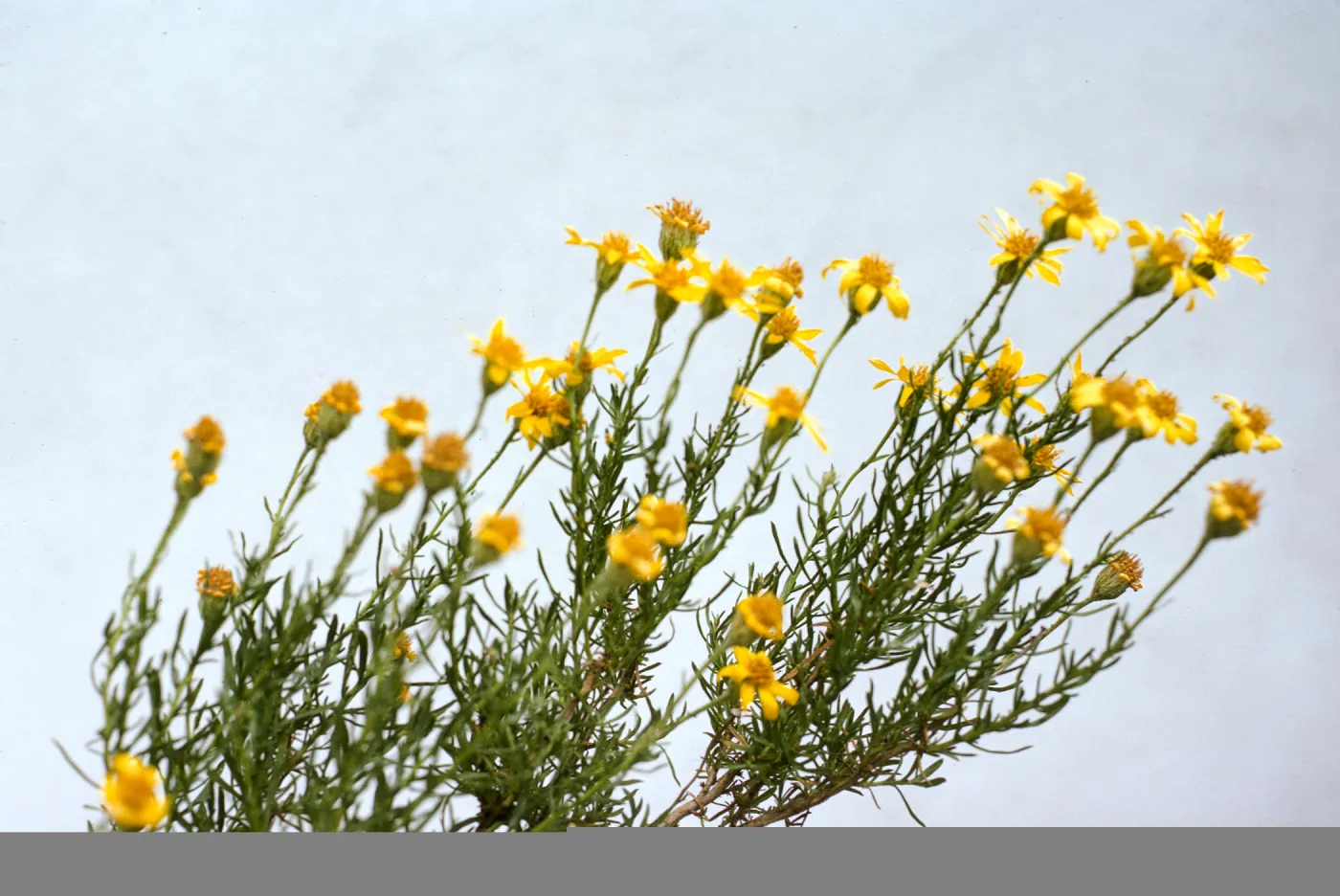 Haplopappus linearifolius