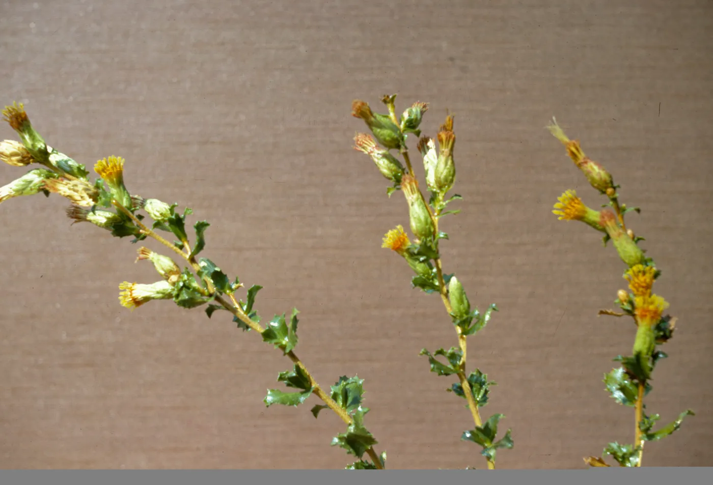 Haplopappus squarrosus ssp. obtusus