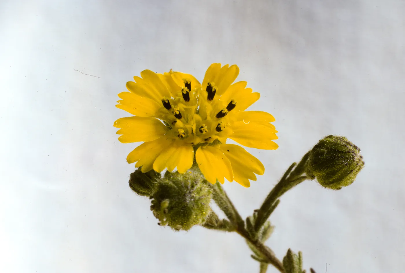 Hemizonia paniculata ssp. increscens