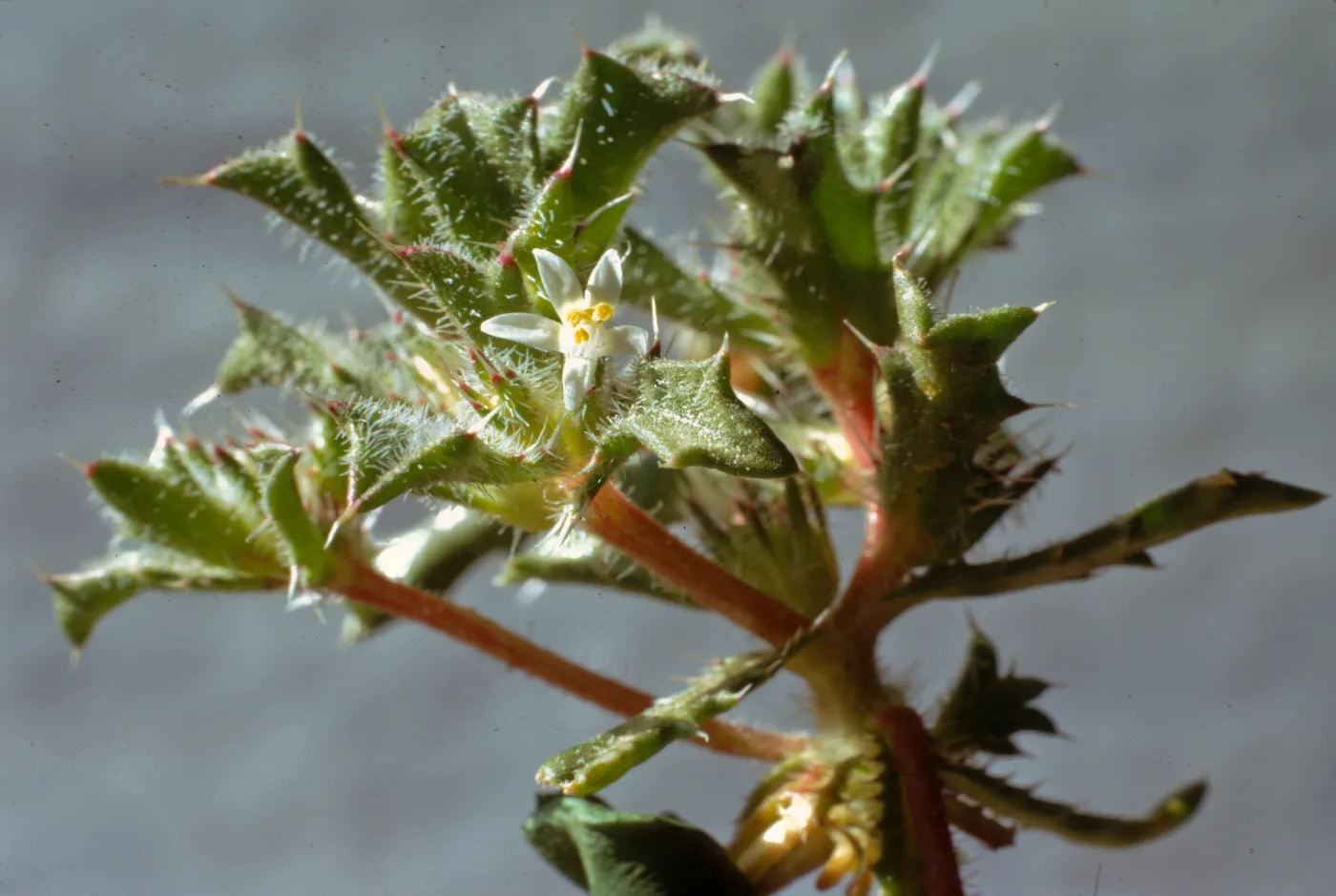 Langloisia schottii