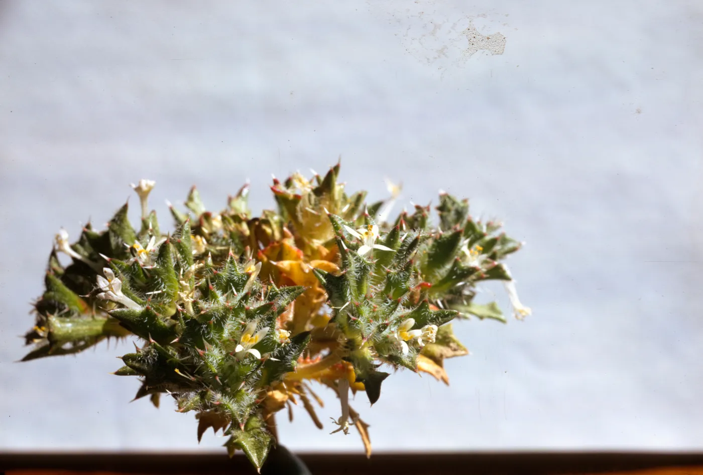 Langloisia schottii