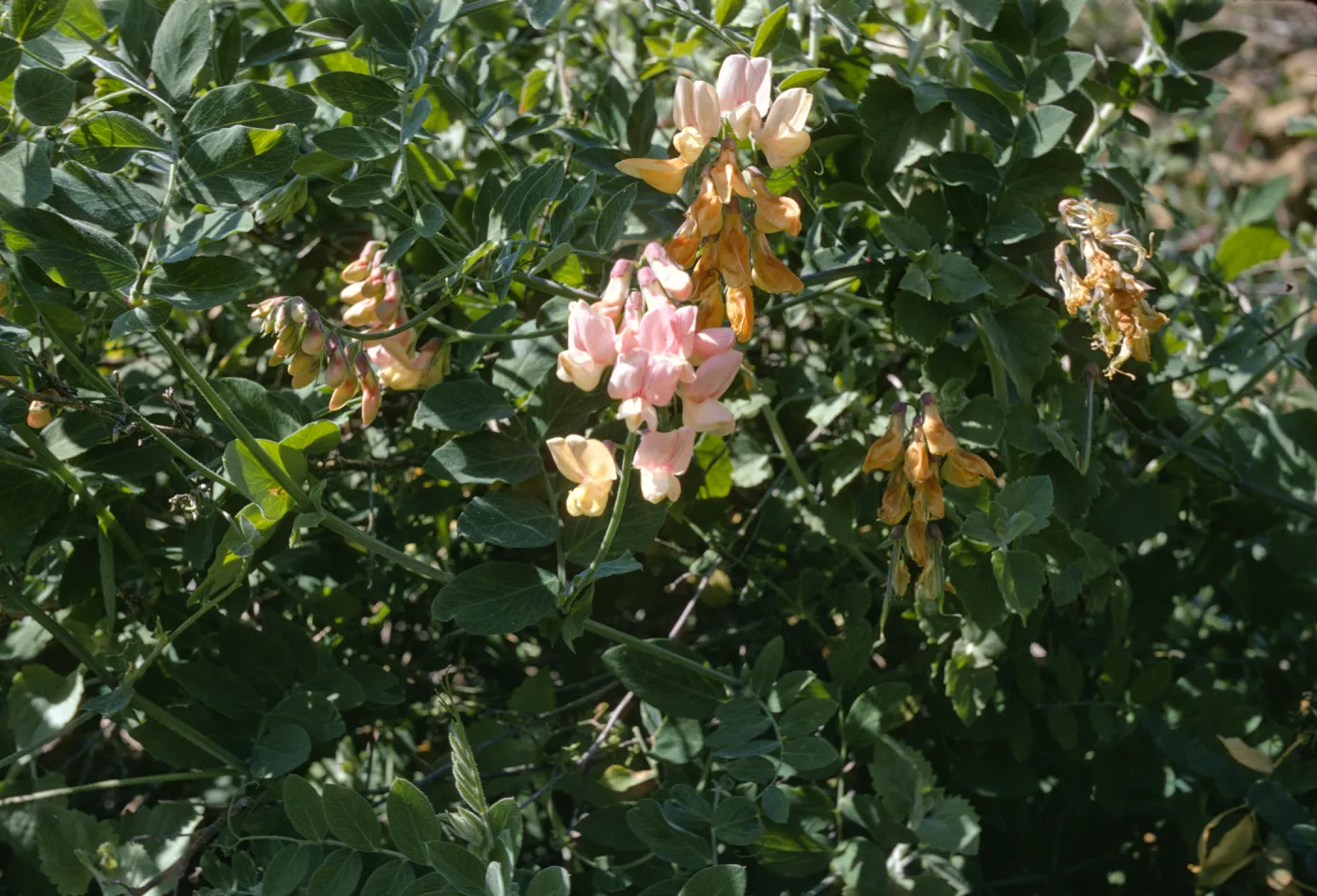 Lathyrus vestitus ssp puberulus