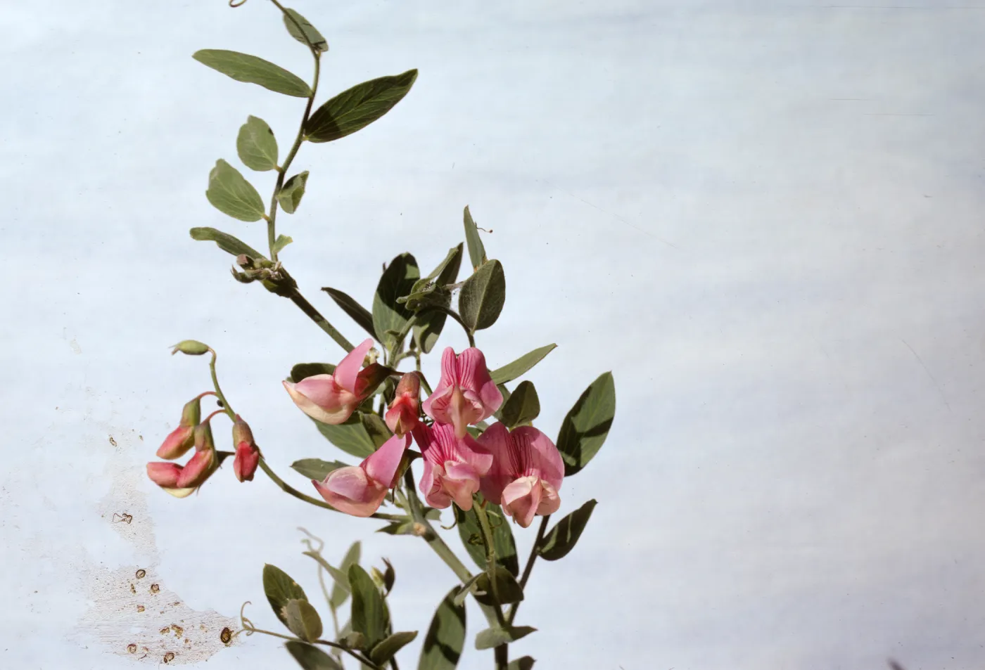 Lathyrus vestitus