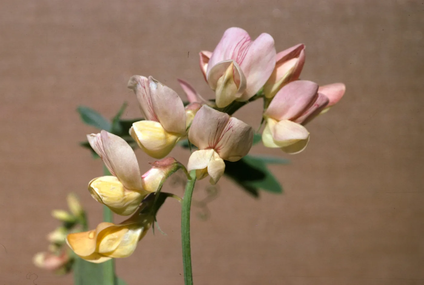 Lathyrus vestitus ssp puberulus
