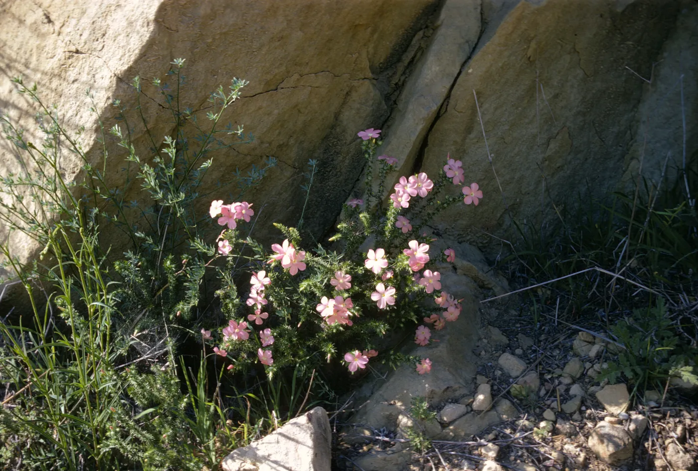 Leptodactylon californicum