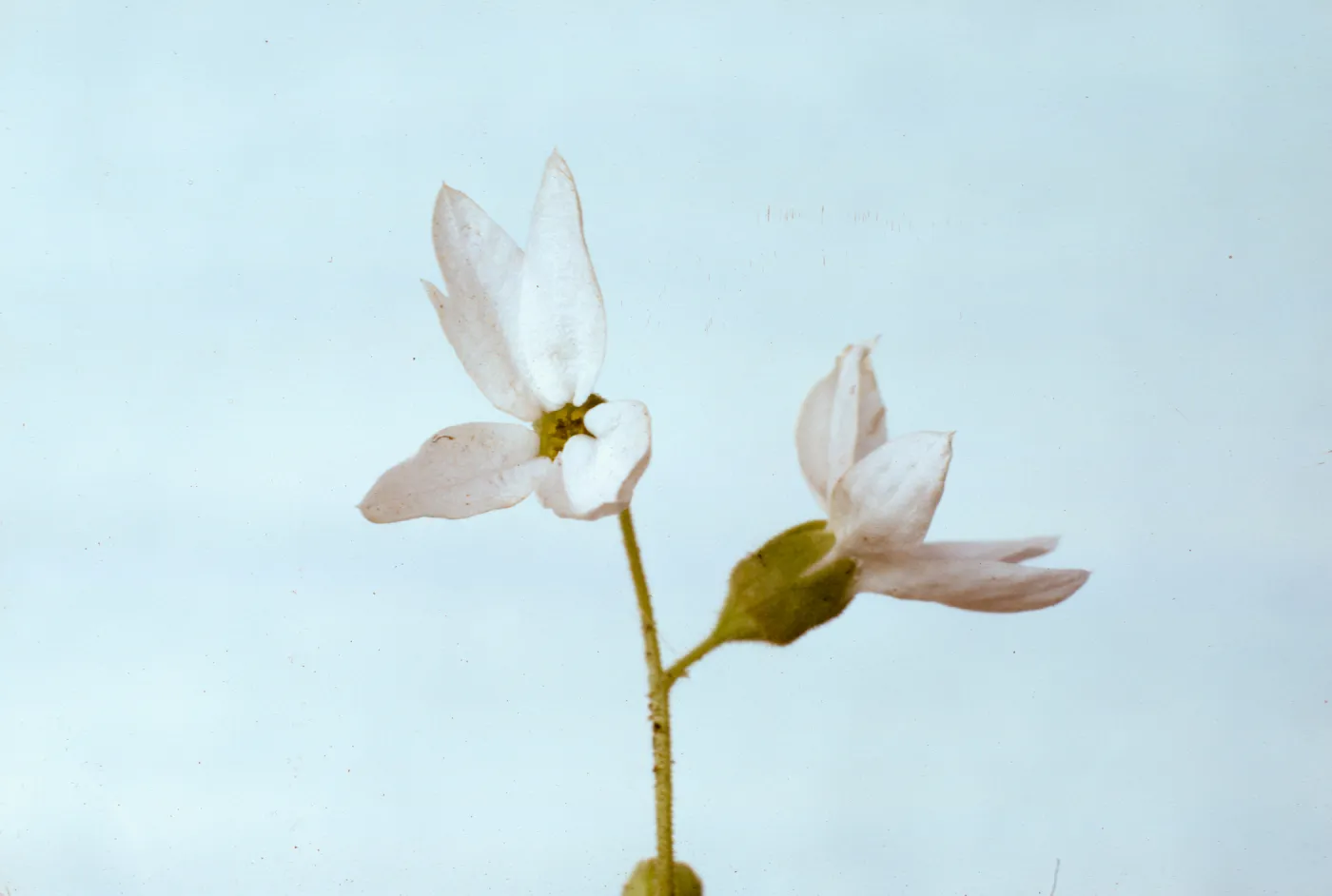 Lithophragma
