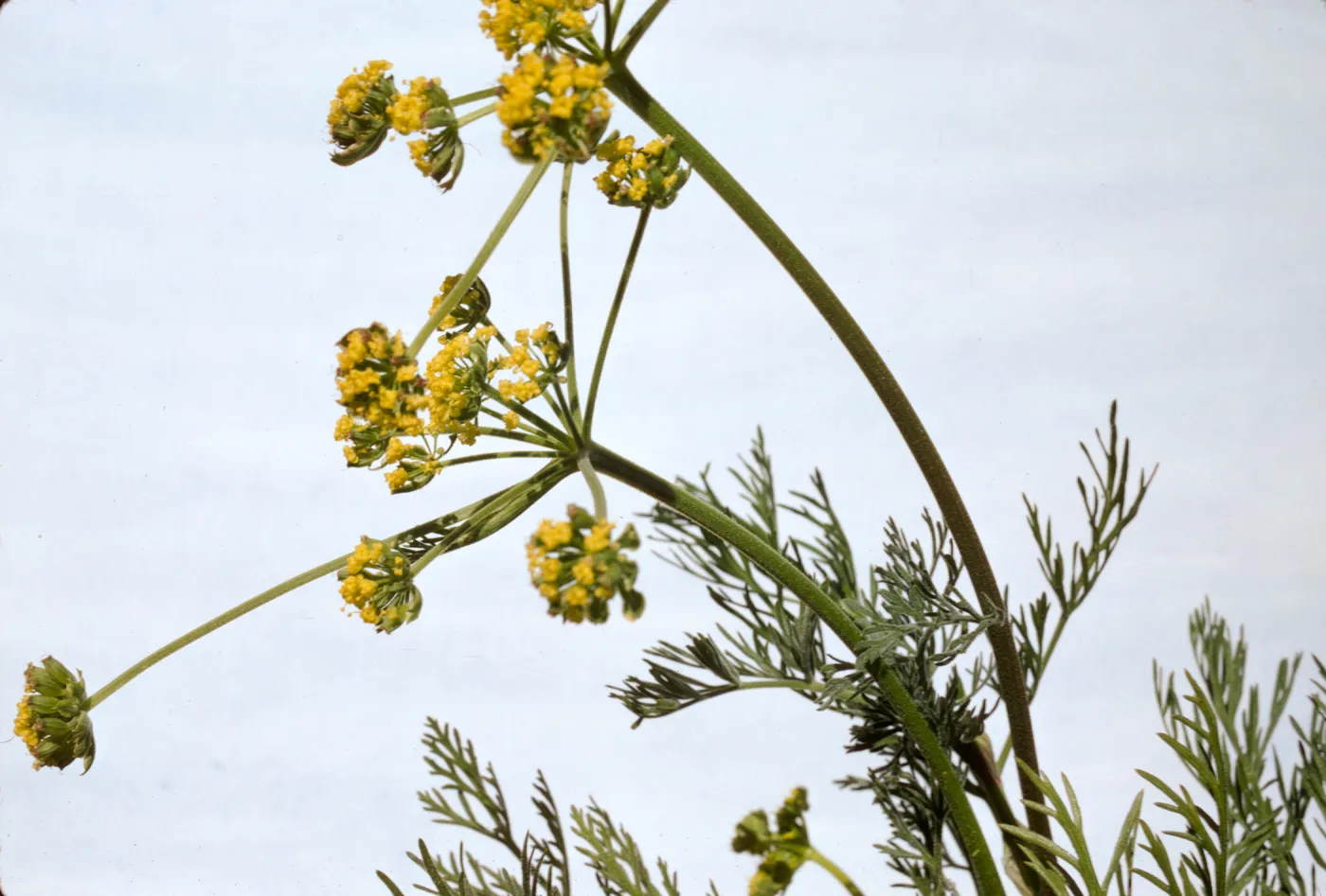 Lomatium utriculatum