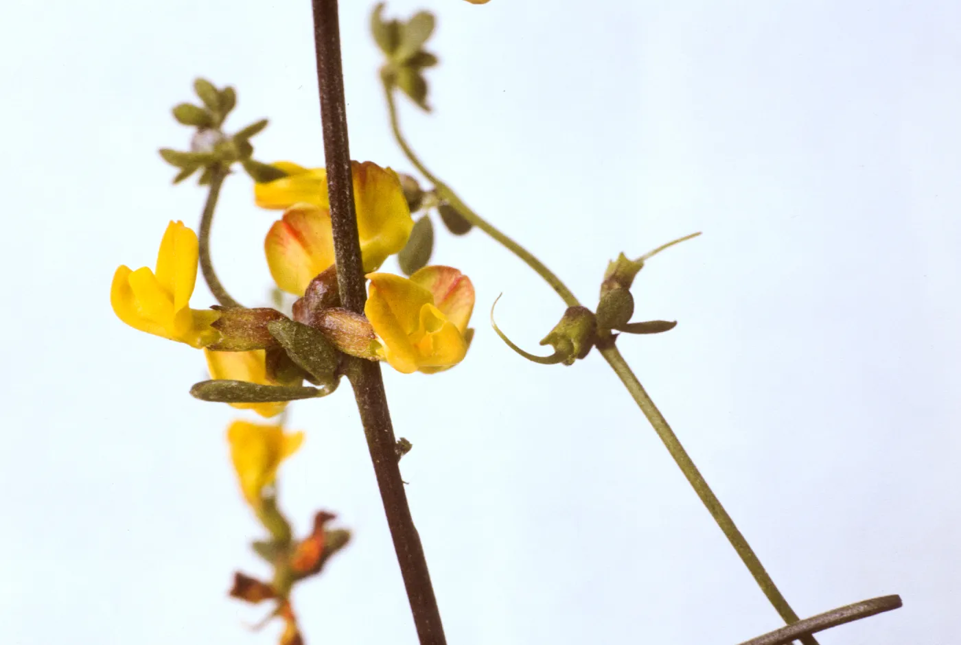 Lotus junceus