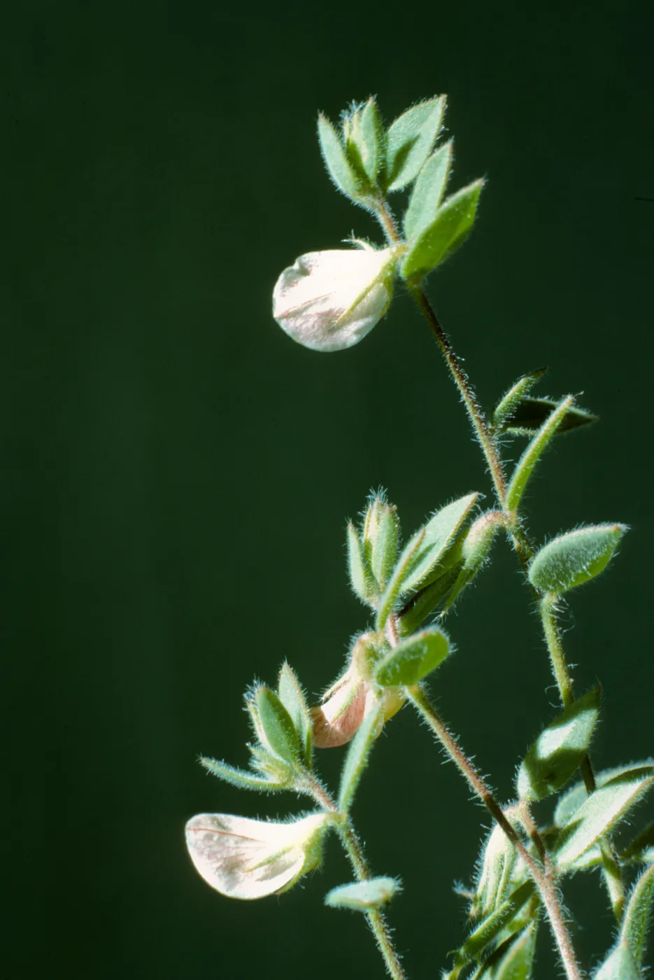 Lotus purshianus