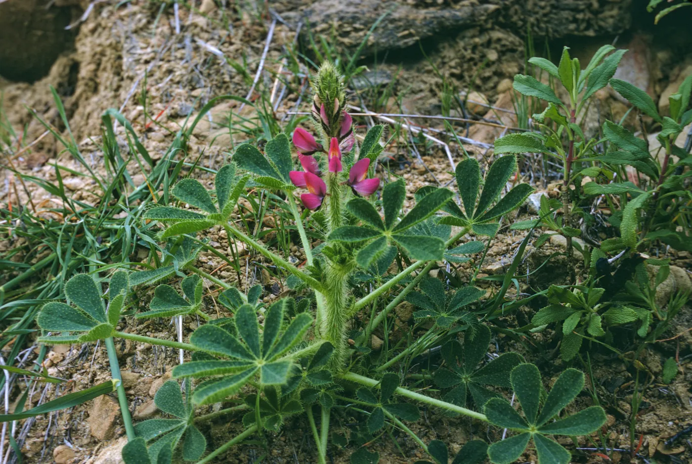 Lupinus hirsutissimus