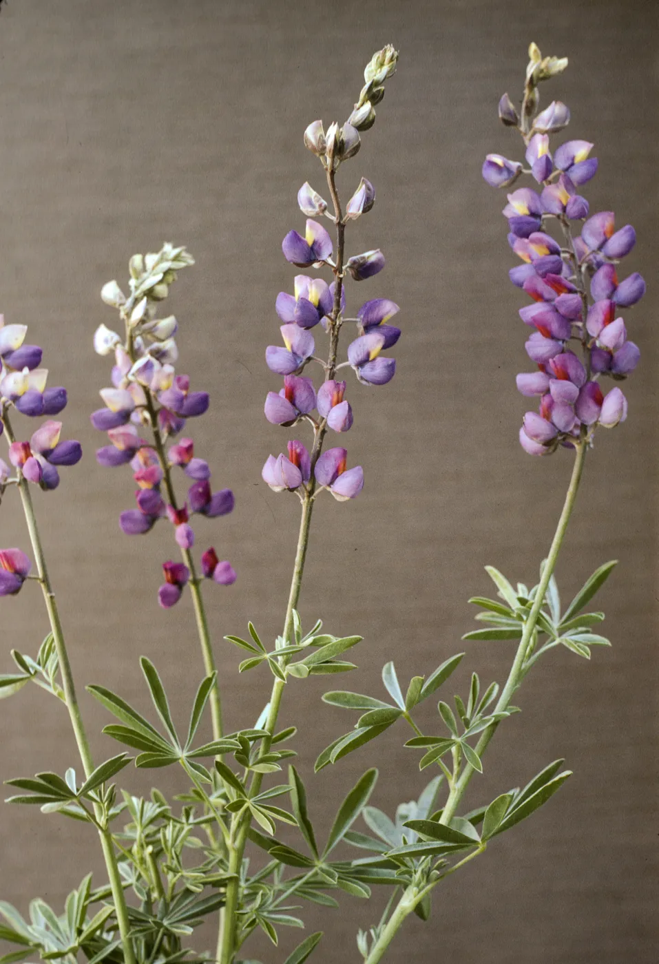 Lupinus longifolius