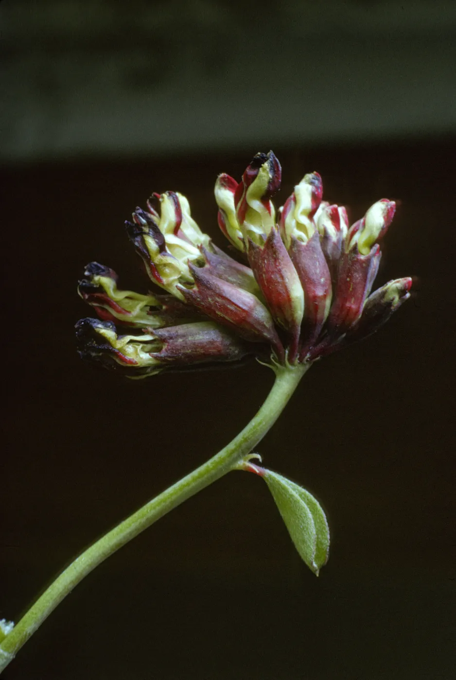 Lotus crassifolius