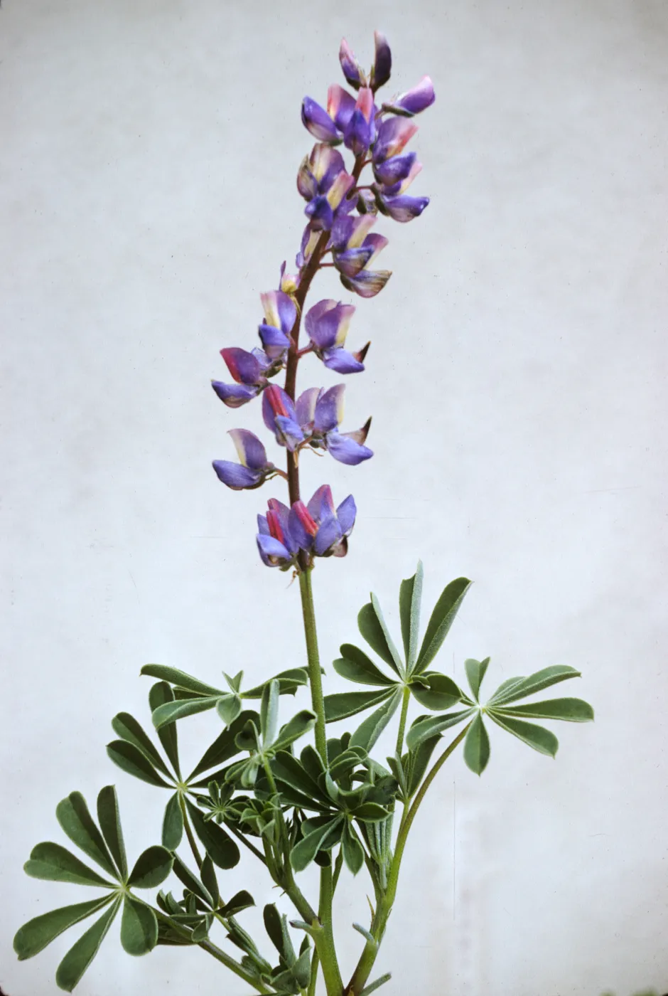 Lupinus succulentus