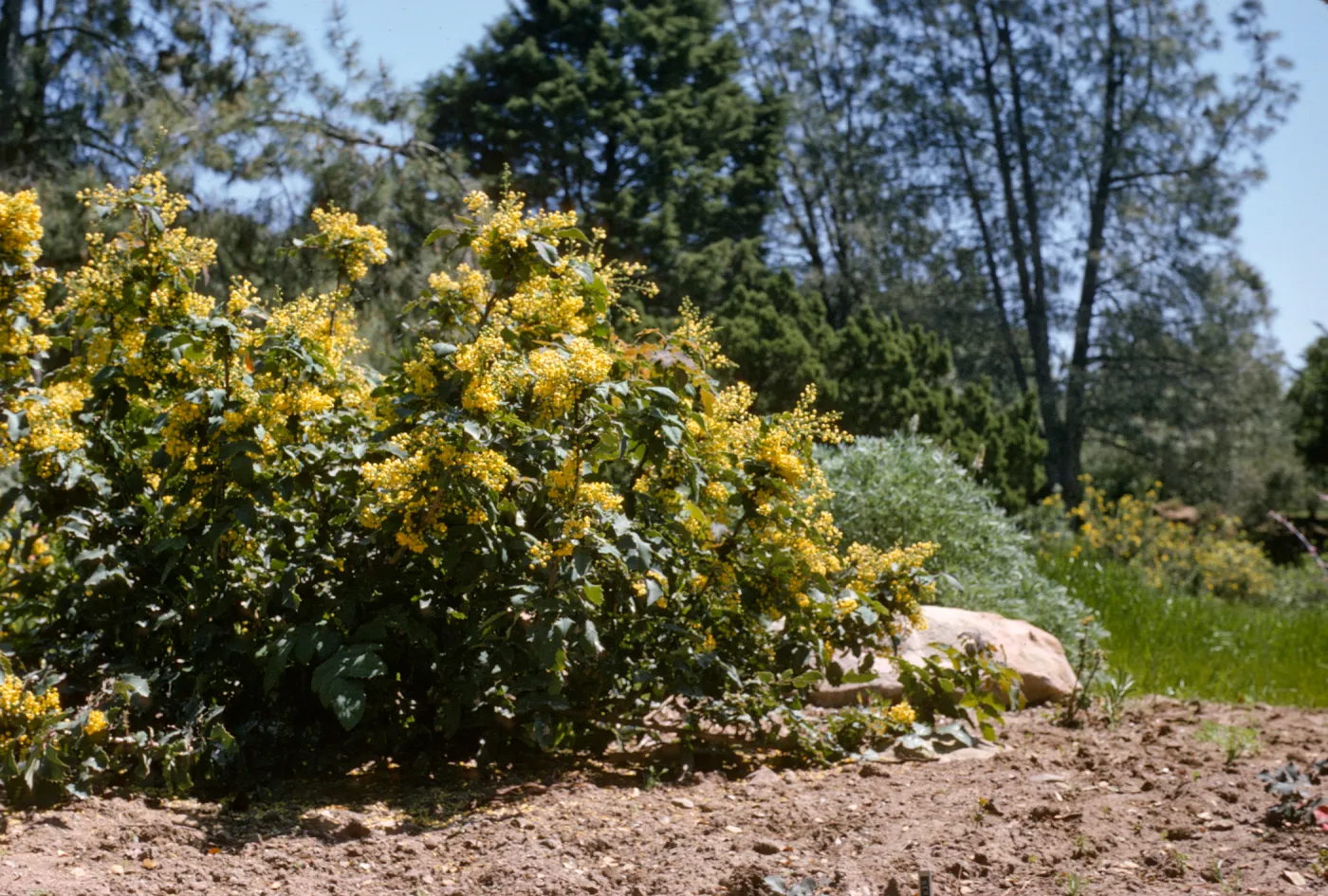Mahonia, Berberis