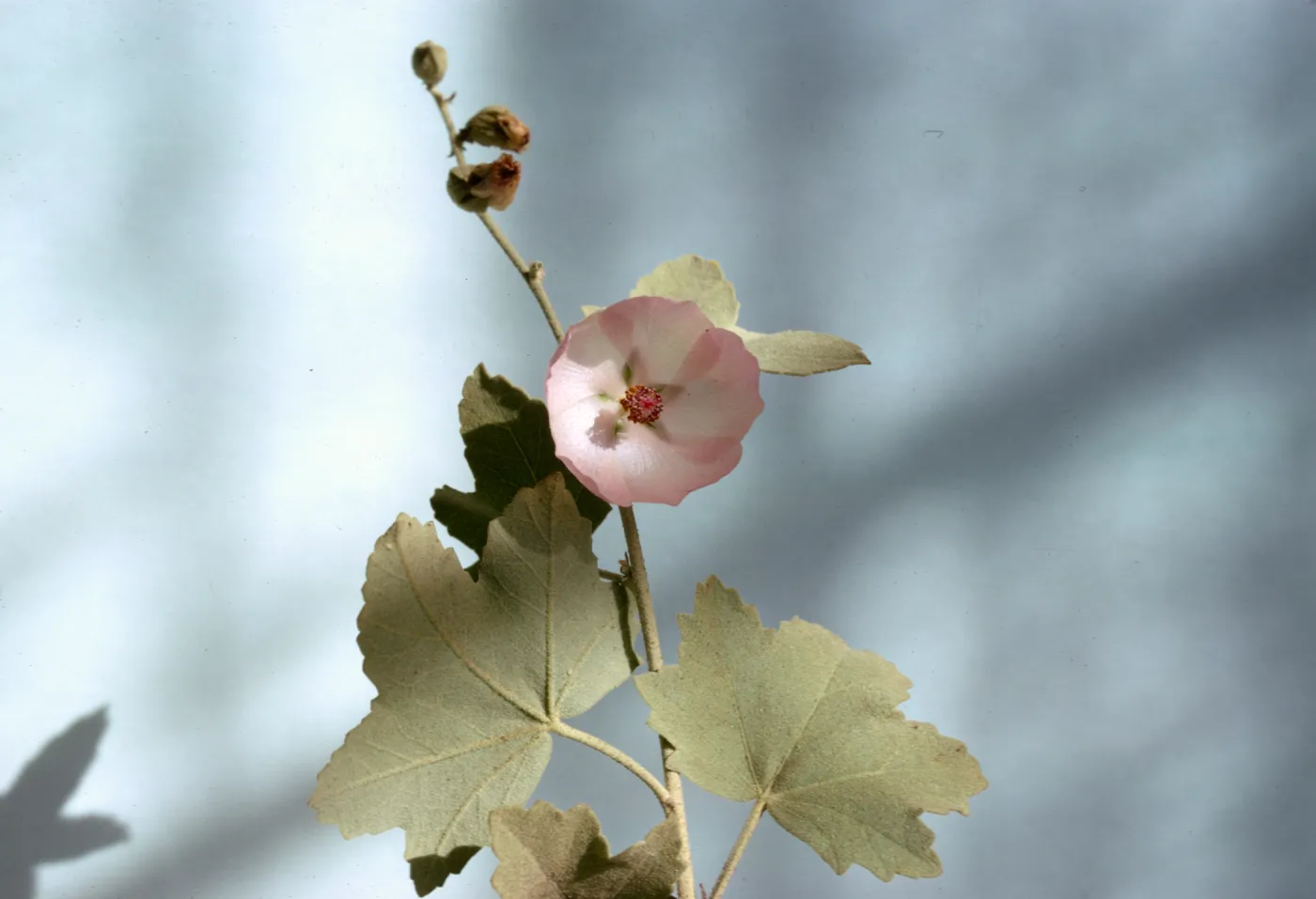 Malacothamnus fasciculatus var. nuttallii