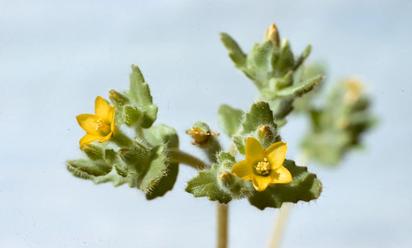 Mentzelia micrantha