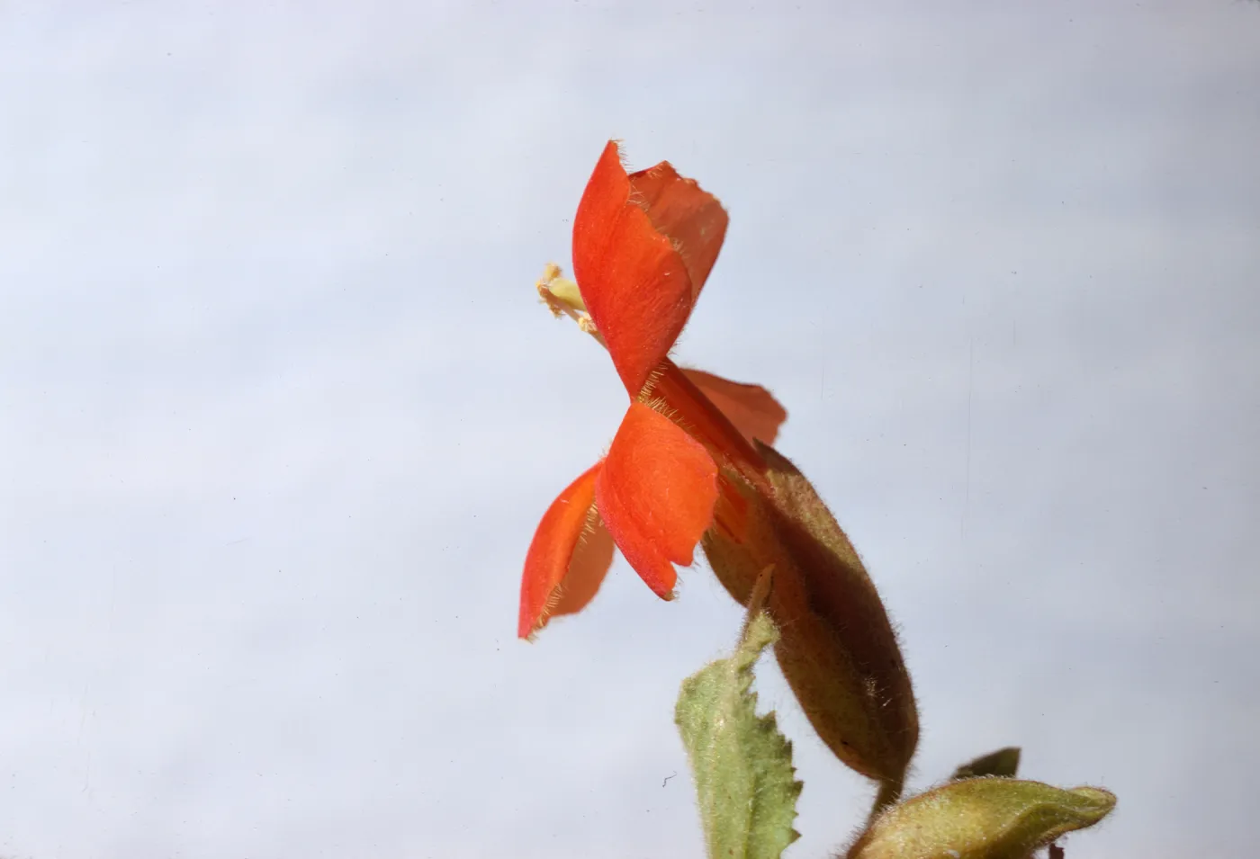 Mimulus cardinalis