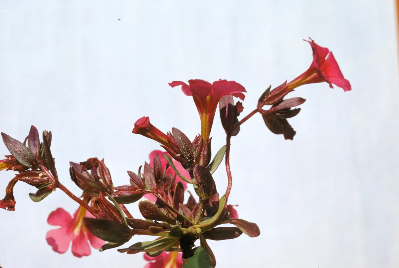 Mimulus fremontii