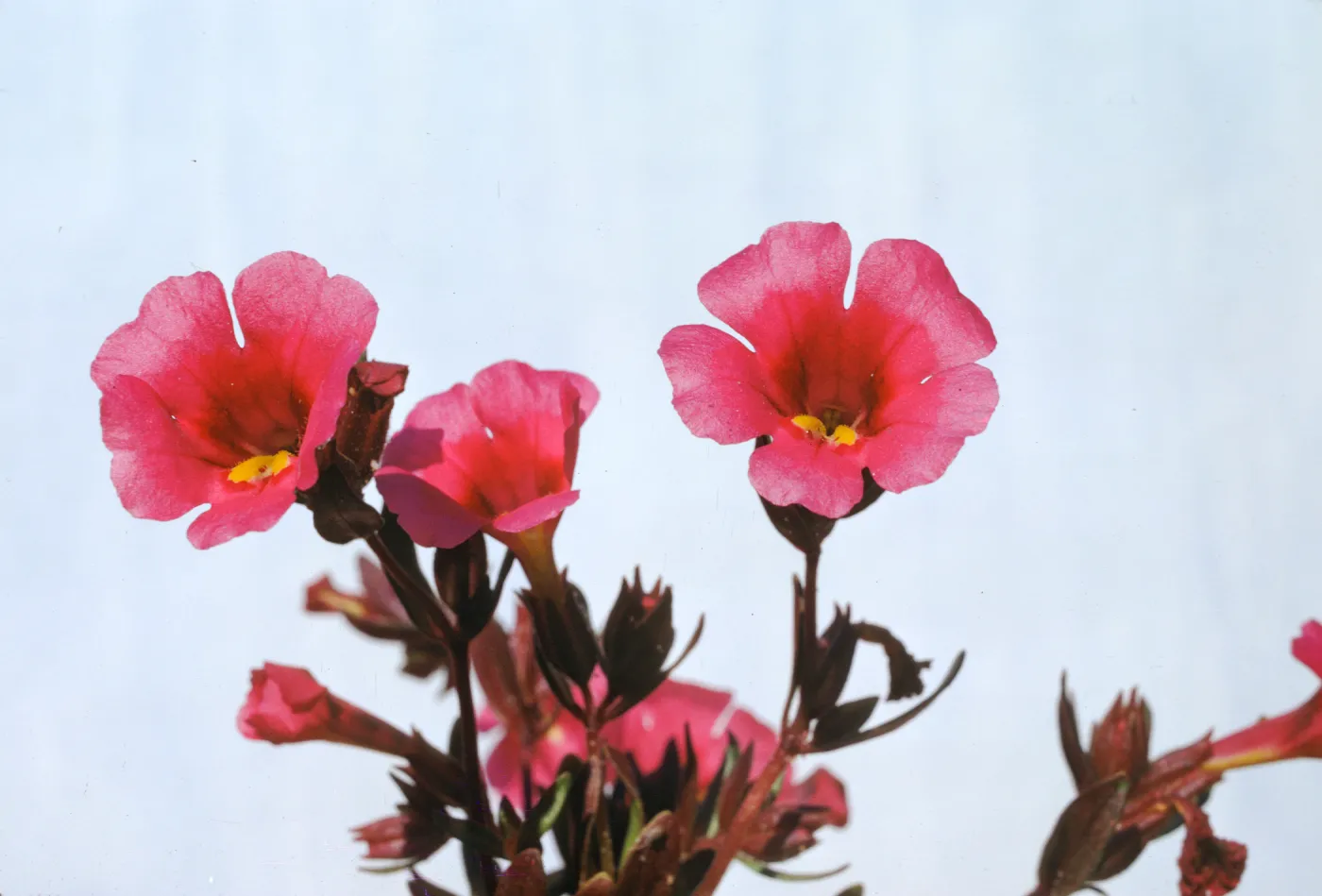 Mimulus fremontii