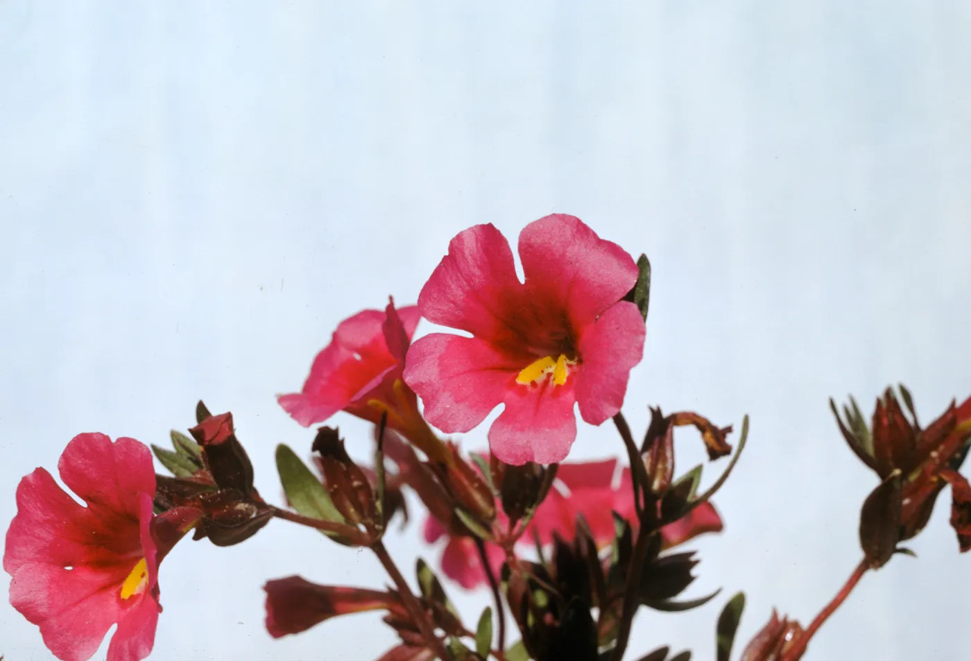 Mimulus fremontii