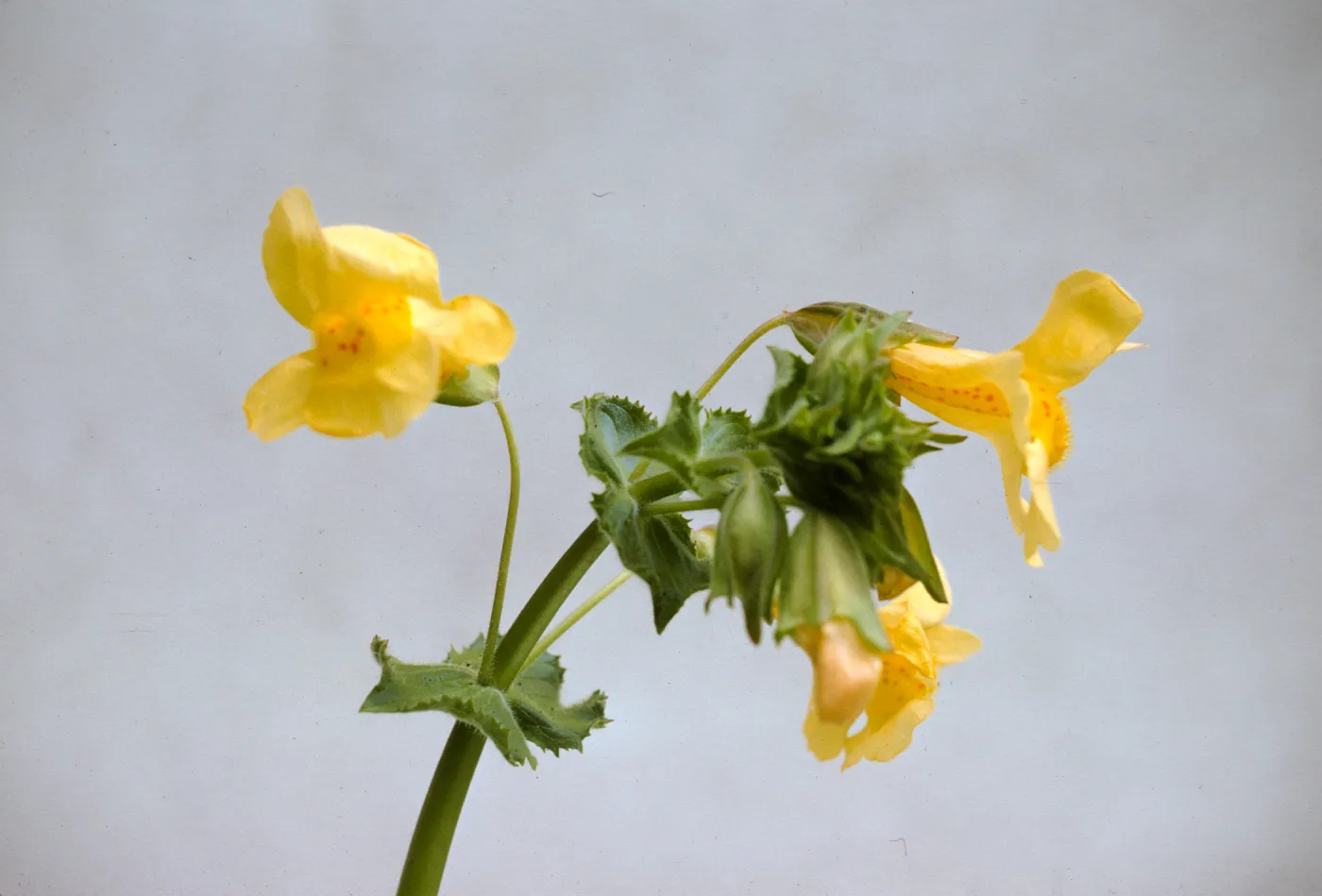 Mimulus guttatus