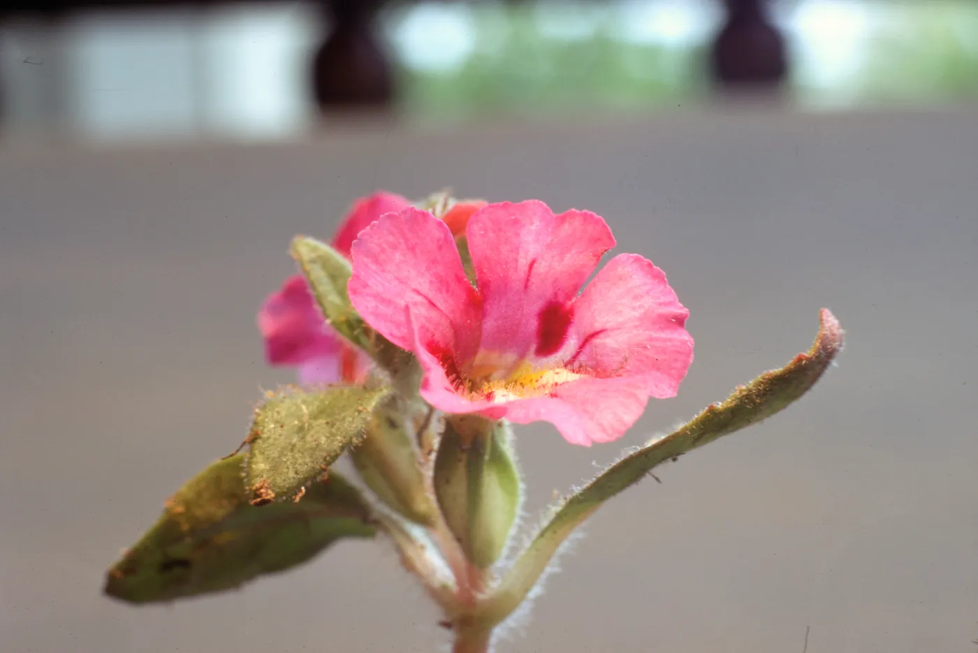 Mimulus johnstonii