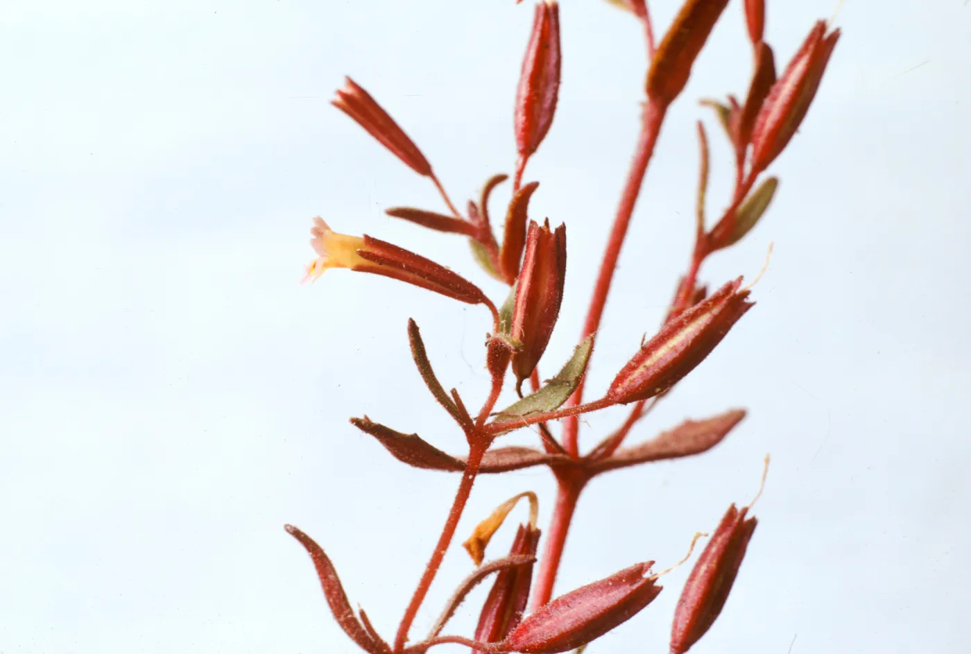 Mimulus rubellus