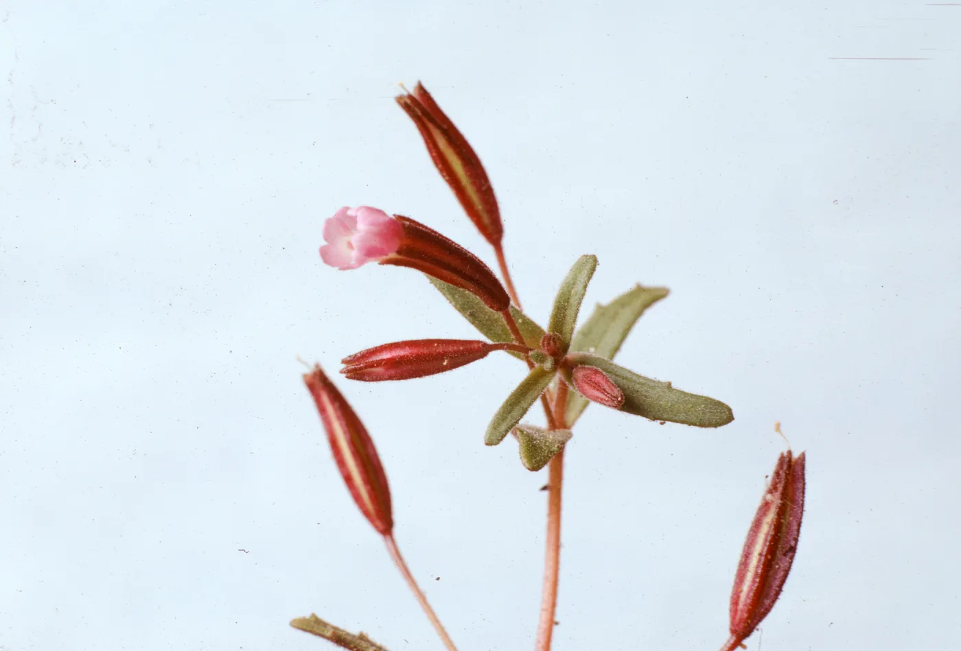 Mimulus rubellus