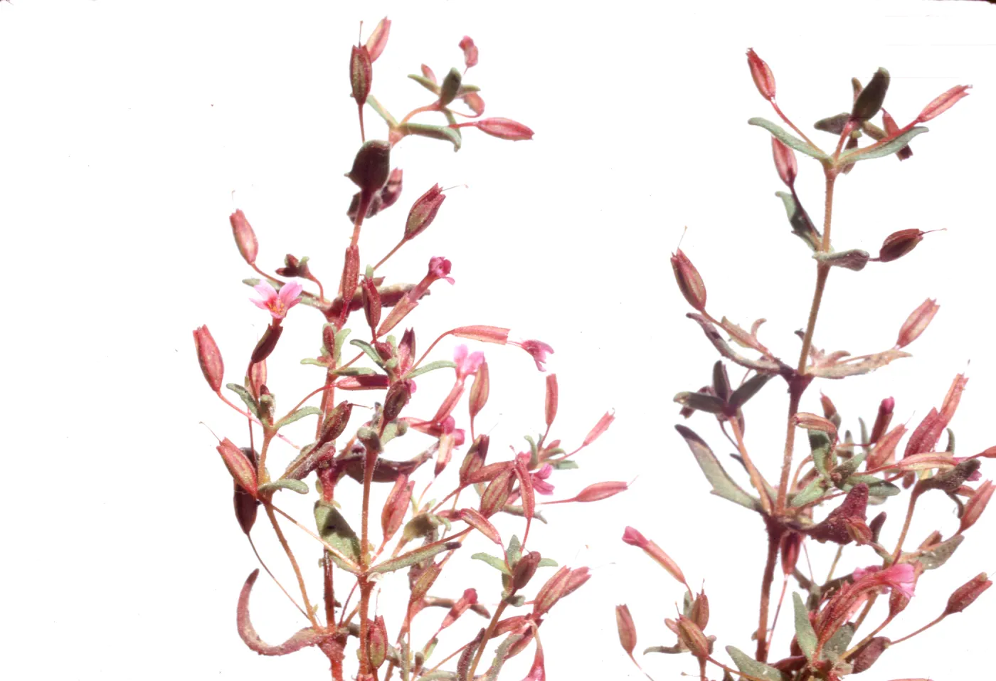 Mimulus suksdorfii