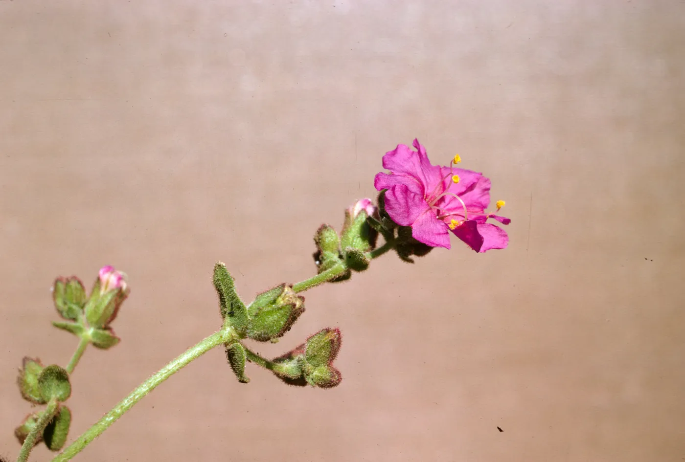 Mirabilis laevis