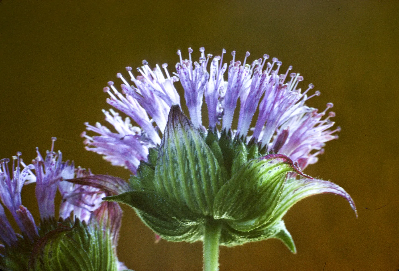 Monardella breweri