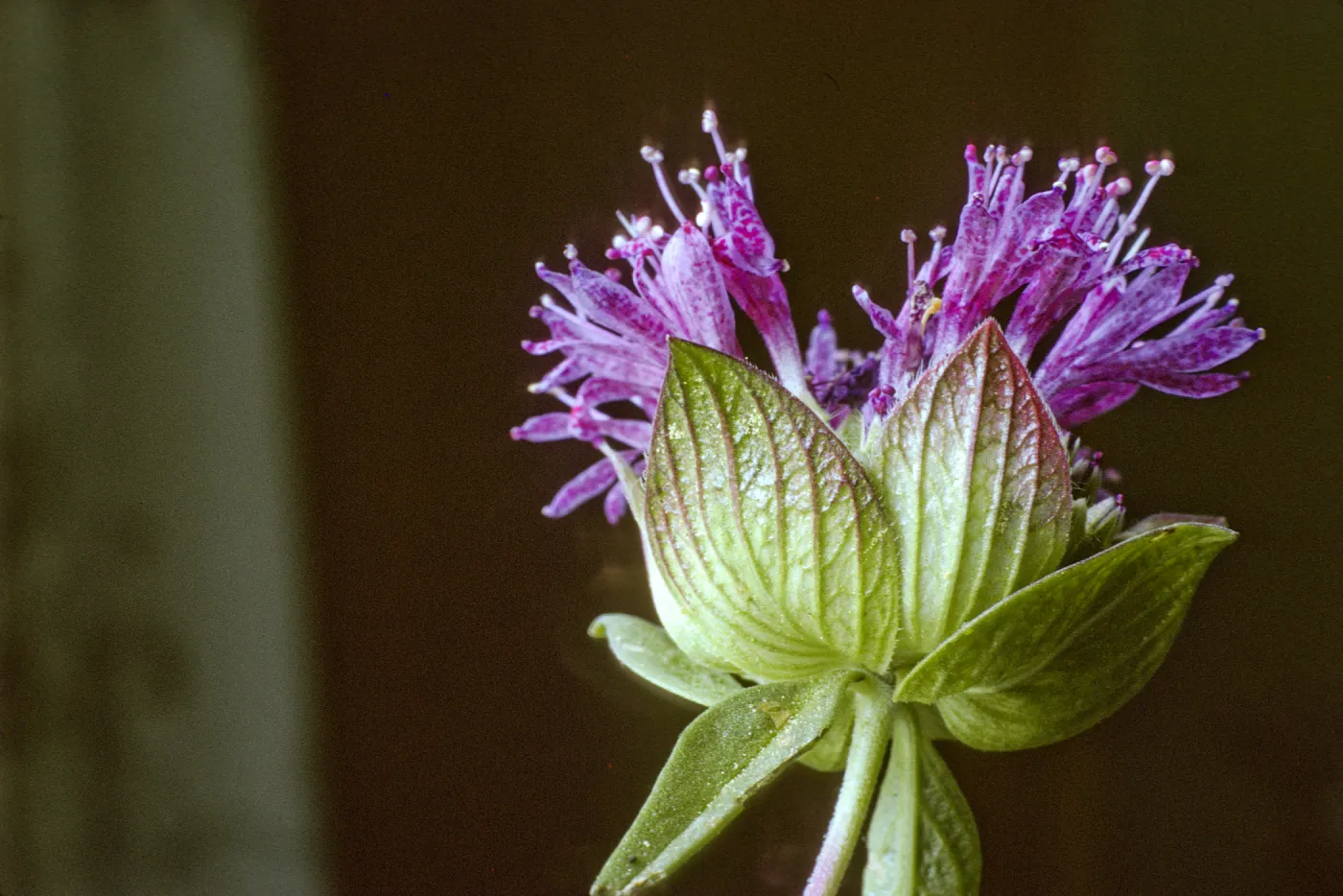 Monardella lanceolata