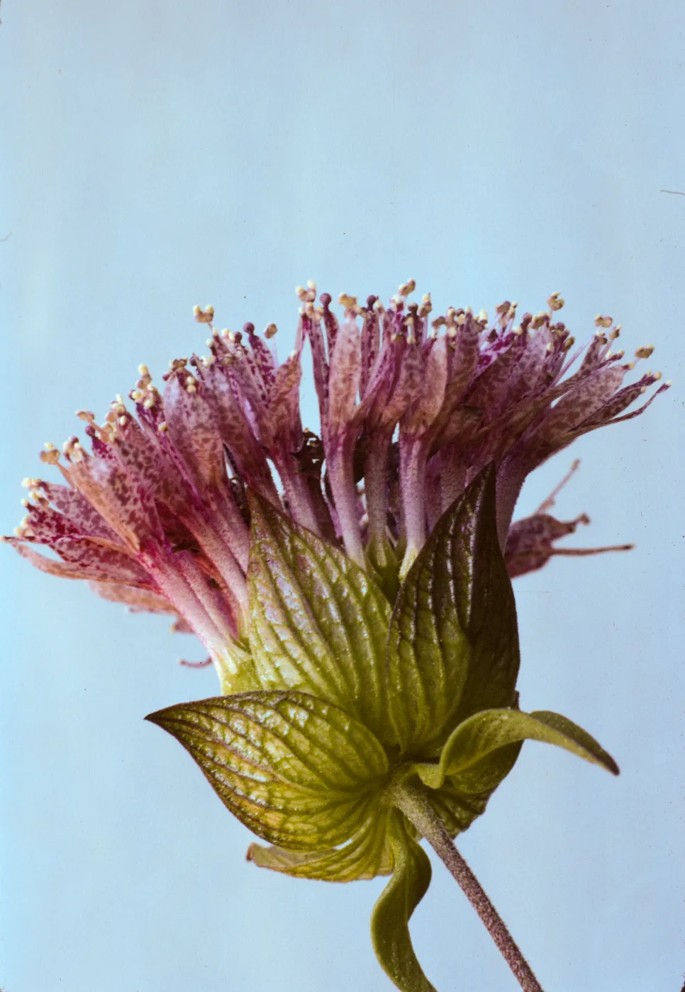 Monardella lanceolata