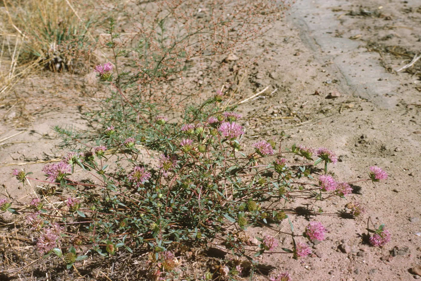Monardella lanceolata