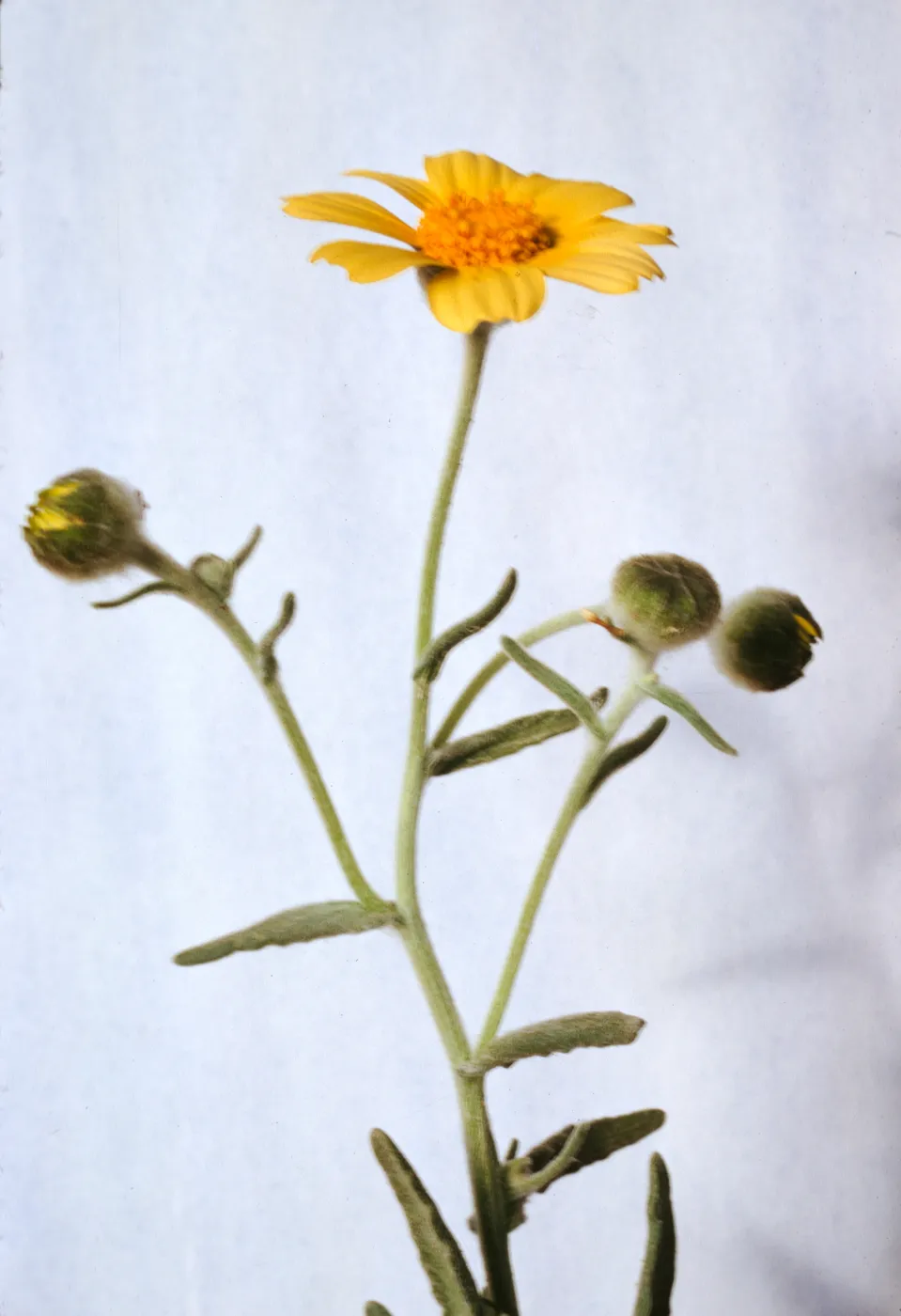 Monolopia lanceolata 