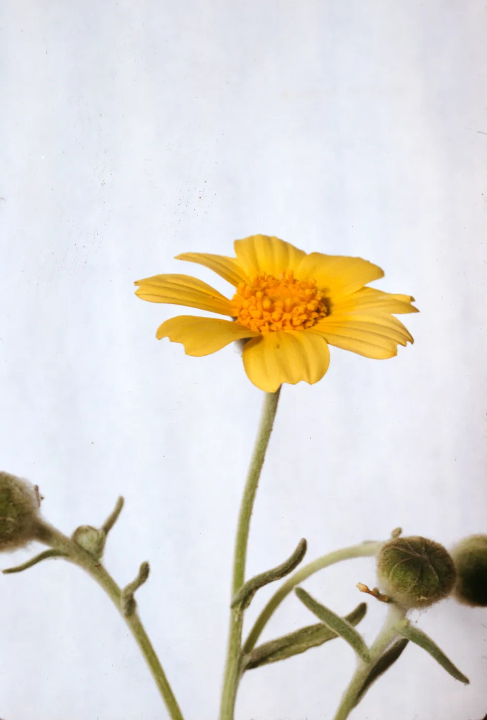Monolopia lanceolata 