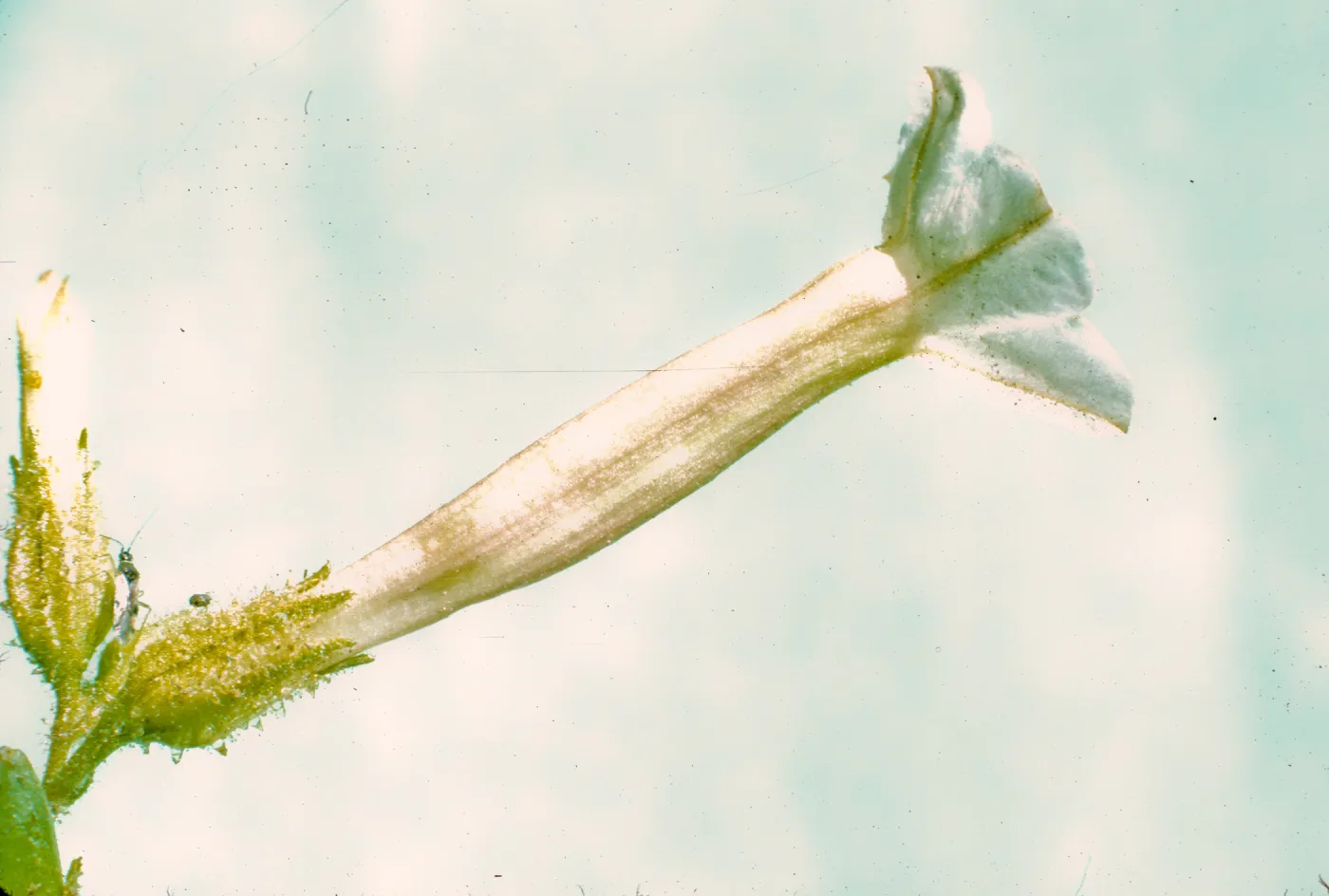 Nicotiana attenuata