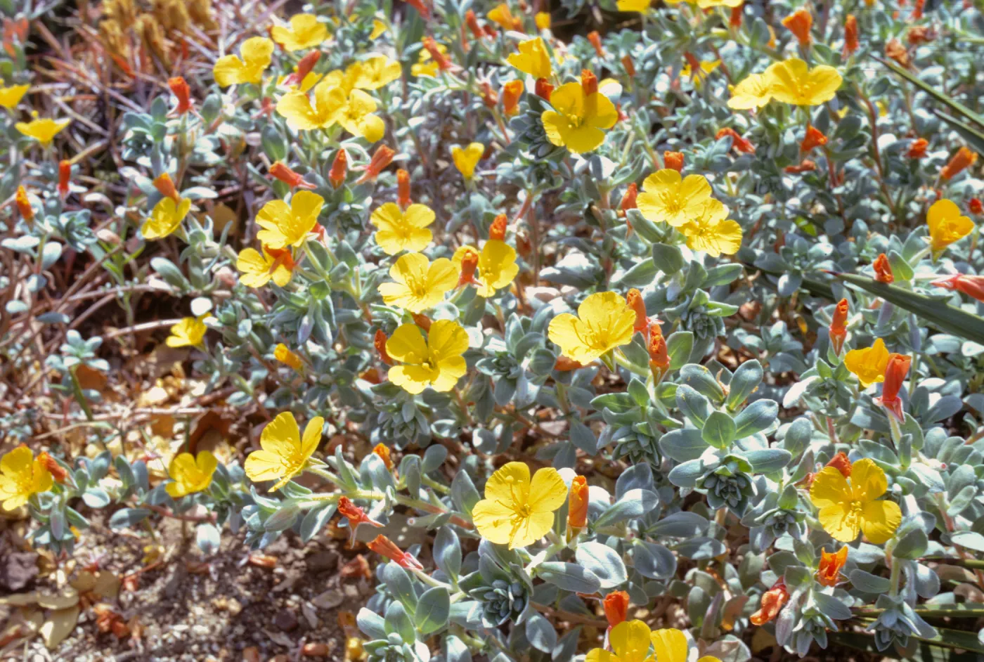 Oenothera cheiranthifolia ssp. suffruticosa