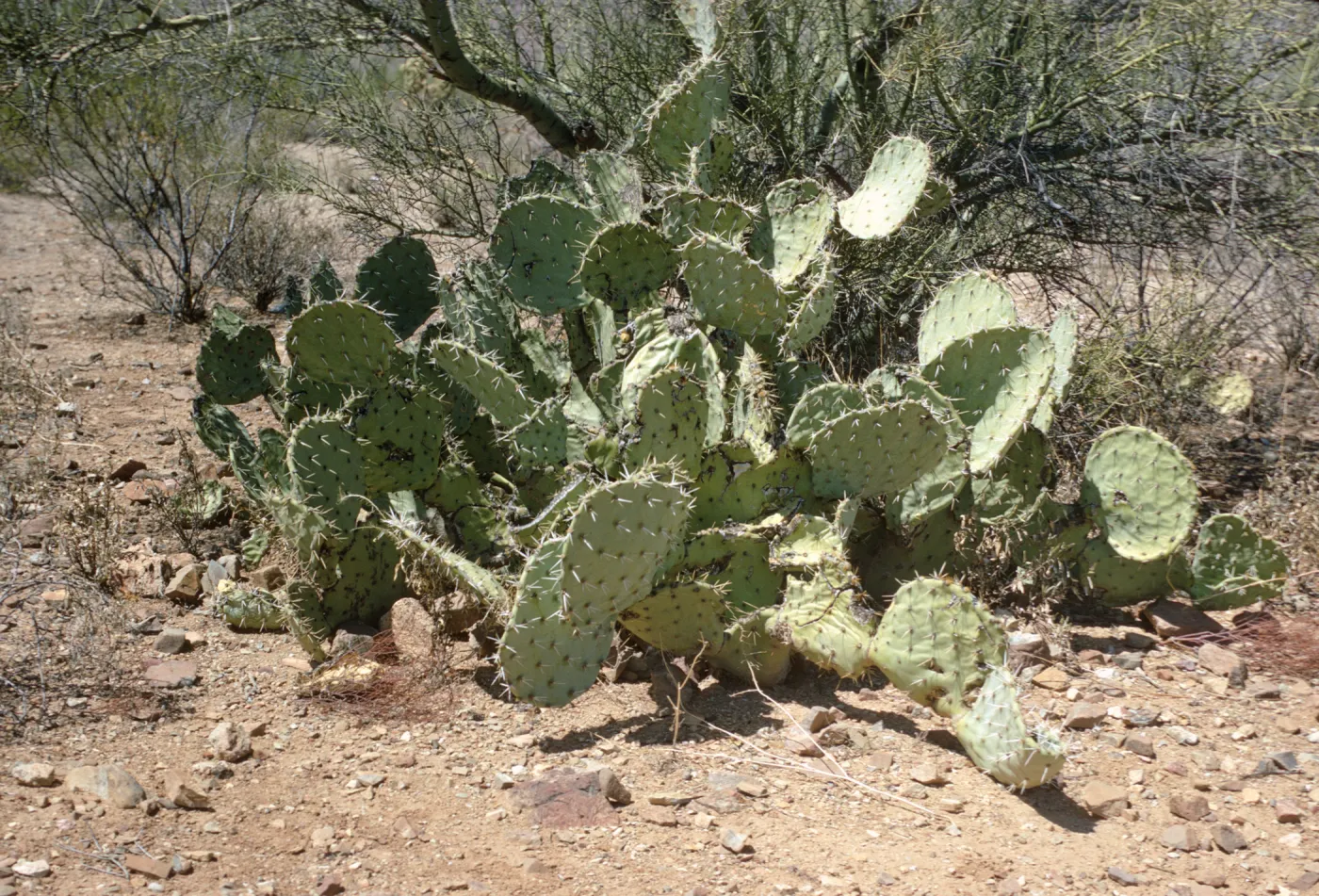 Opuntia engelmannii, Tucson Mountain Park, Pima County, Arizona