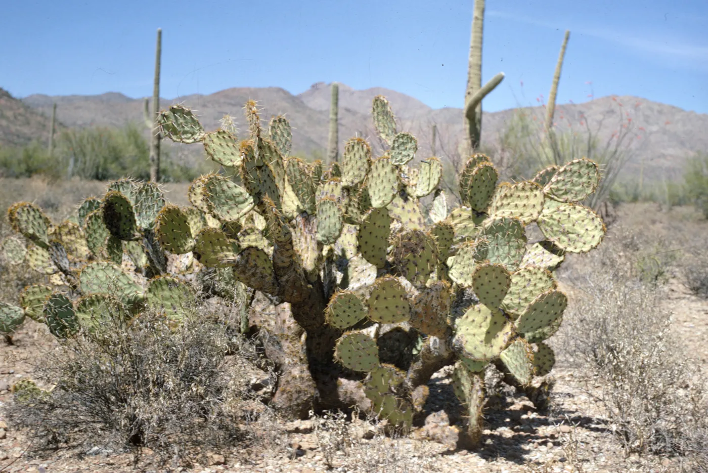 Opuntia engelmannii, Palo Verde Camp