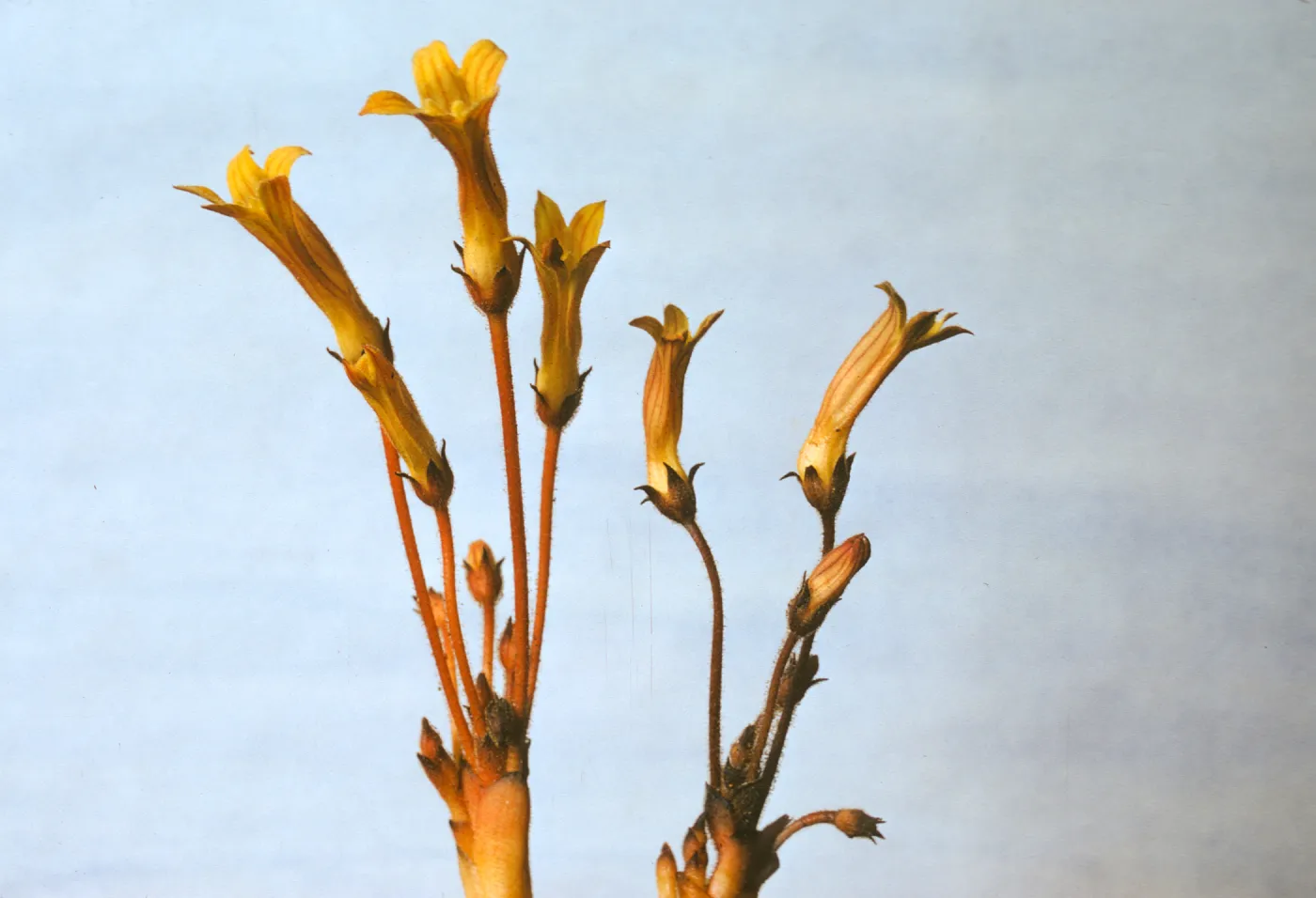 Orobanche fasciculata var. franciscana