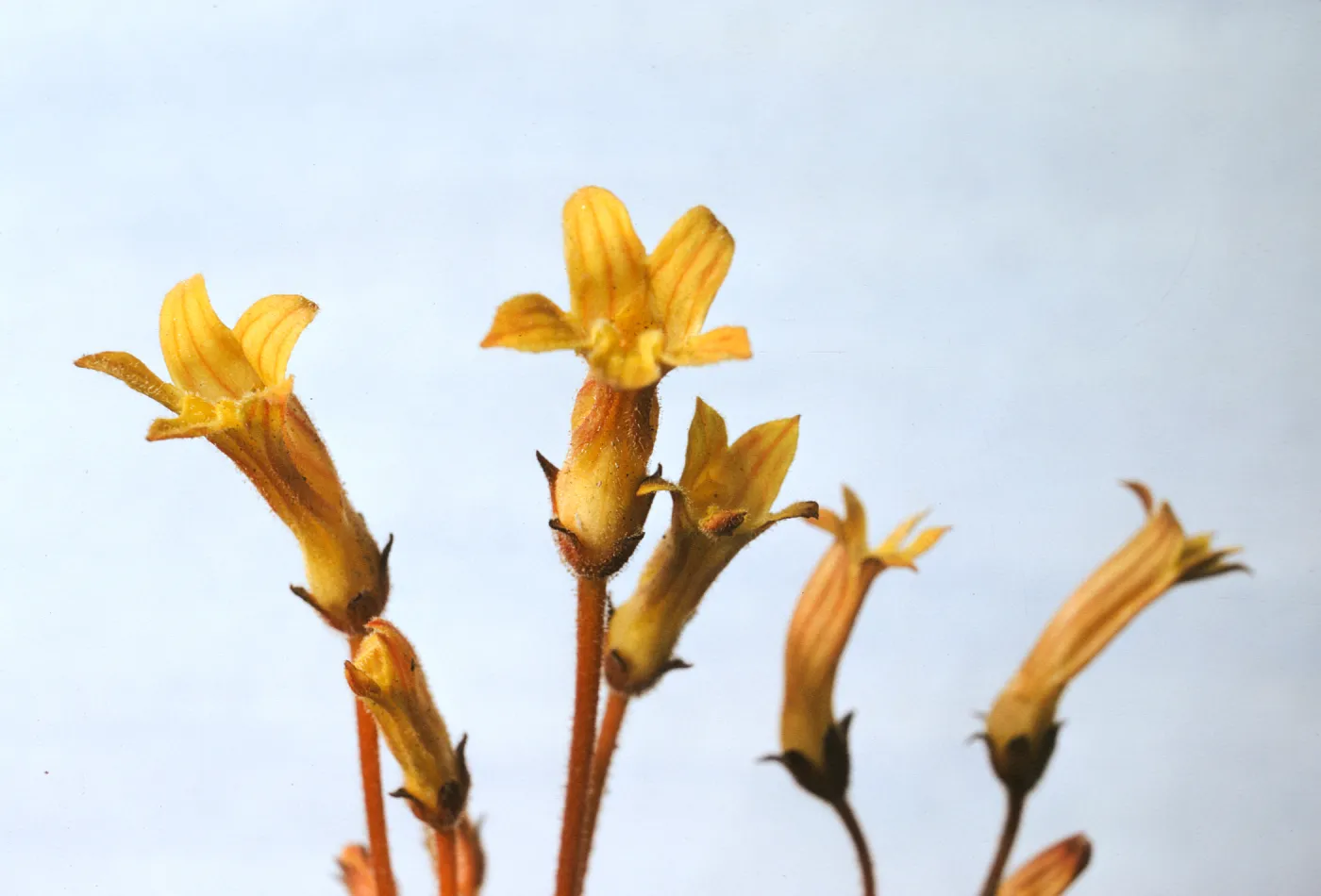 Orobanche fasciculata var. franciscana