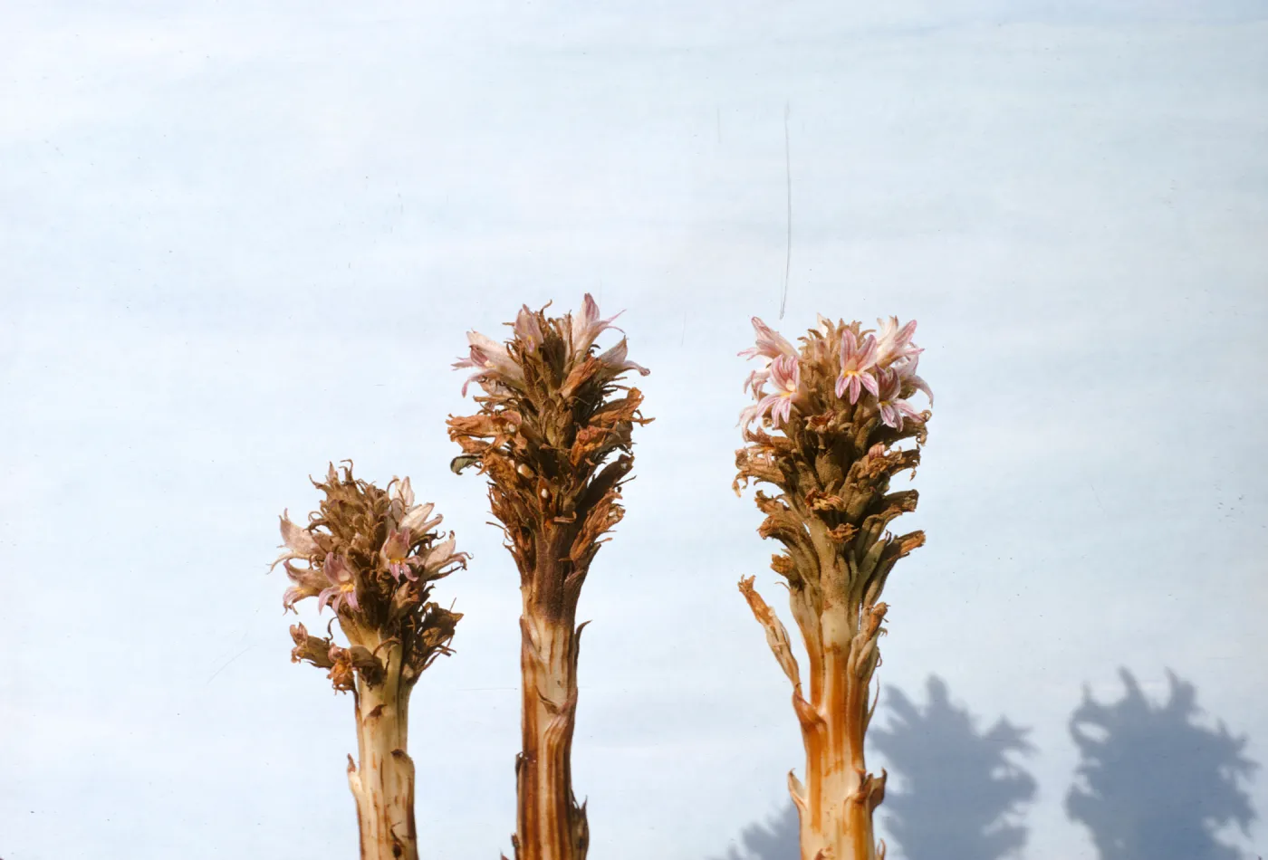 Orobanche grayana var. feudgei