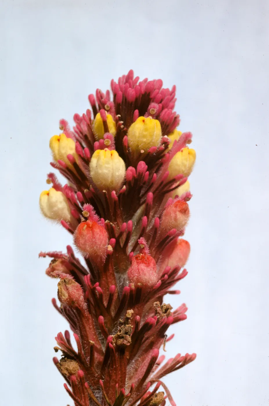 Orthocarpus purpurascens var. pallidus