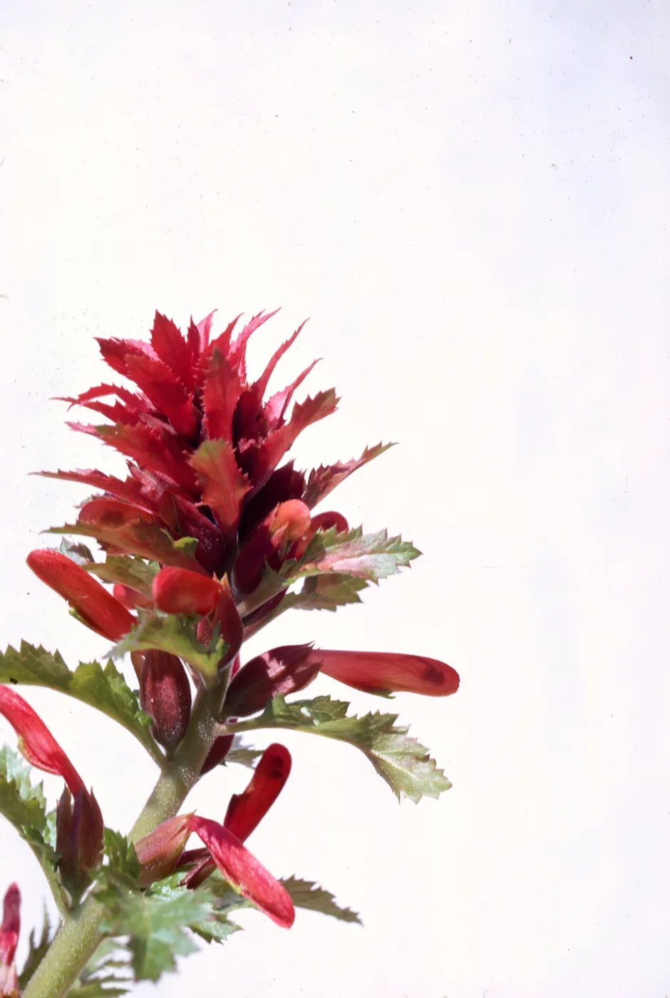Pedicularis densiflora