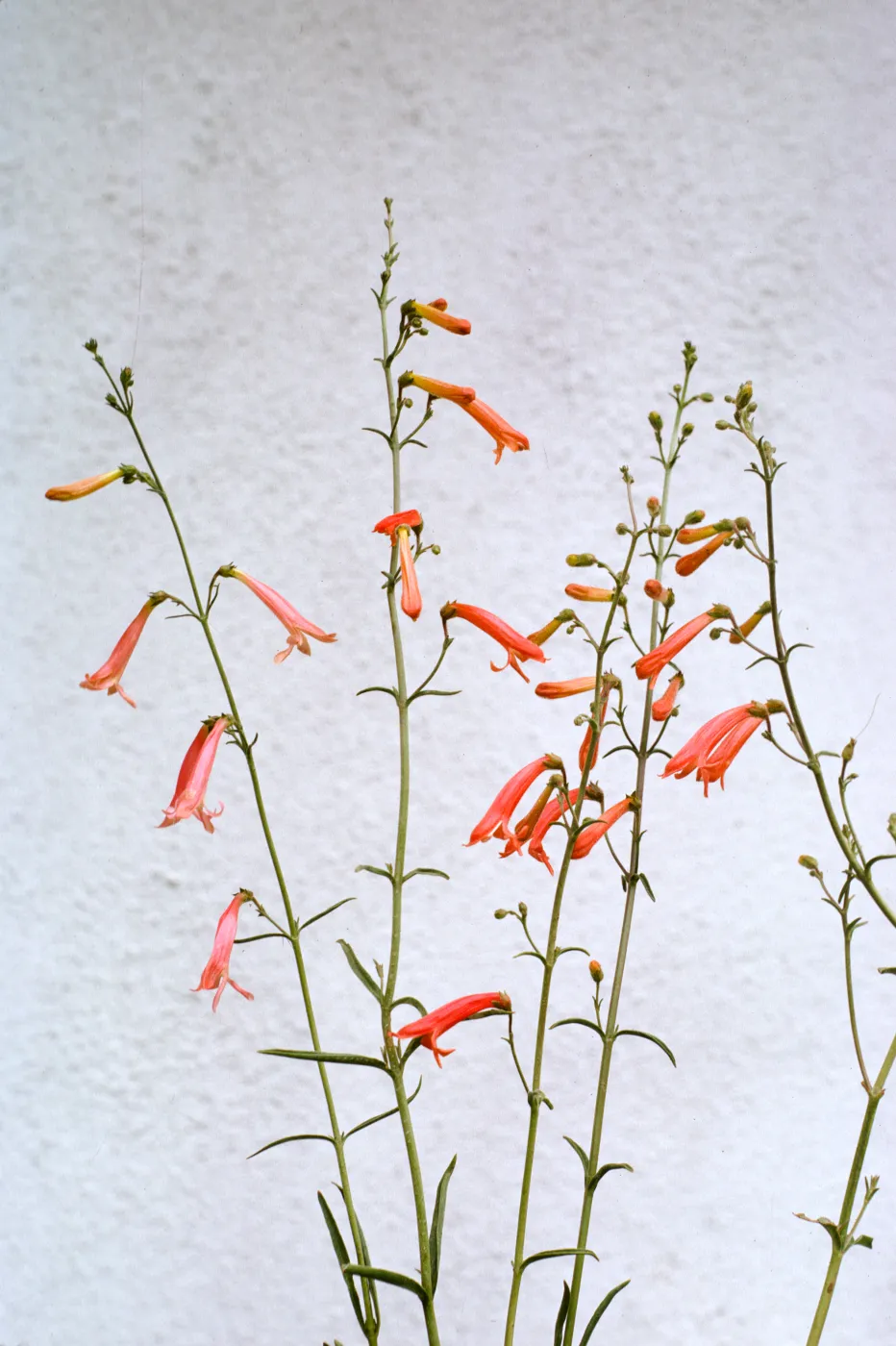Penstemon bridgesii
