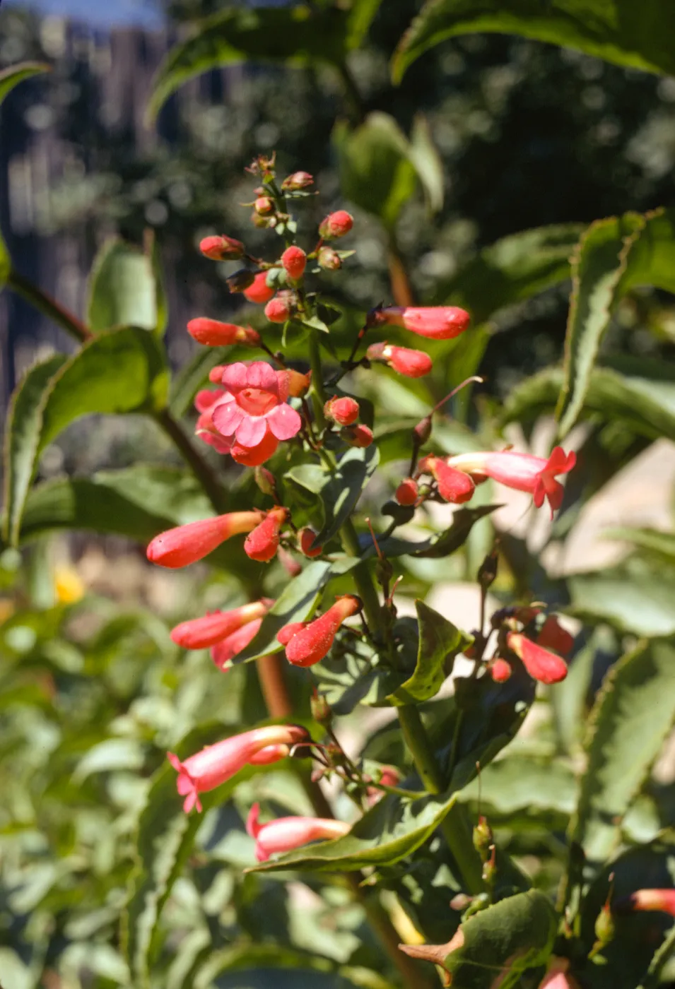 Penstemon clevelandii